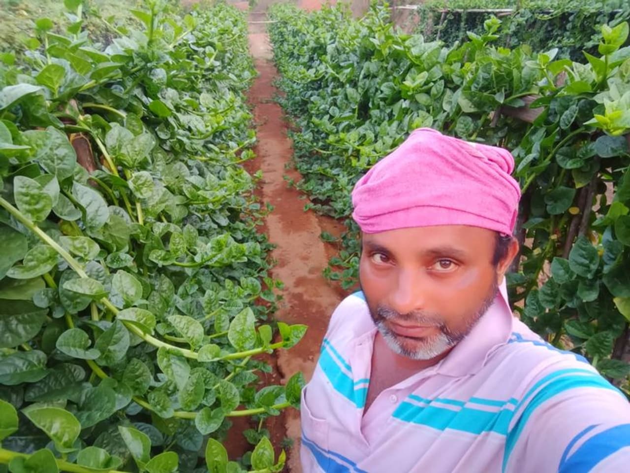 ಮೂಲ್ಕಿಯ ಕಿನ್ನಿಗೋಳಿ ಸಮೀಪದ ಗುತ್ತಕಾಡಿನ ನಿವಾಸಿ ಲಾರೆನ್ಸ್ ಡಿ ಸೋಜ (45) ರವರು ತಮ್ಮ ಜಮೀನಿನಲ್ಲಿ ಎಲ್ಲಾ ರೀತಿಯ ತರಕಾರಿಗಳನ್ನು ಬೆಳೆದು ಫಸಲಿಗೆ ಉತ್ತಮ ಬೆಲೆ ಸಿಗದೇ ಪರದಾಡುತ್ತಿದ್ದು ಇದೀಗ ಲಾಕ್ ಡೌನ್ ಬಳಿಕ ಗ್ರಾಹಕರು ಅವರ ಮನೆ ಬಾಗಿಲಿಗೆ ತರಕಾರಿ ಖರೀದಿಸಲು ಬರುತ್ತಿದ್ದು ಲಾಕ್ ಡೌನ್ ನಿಂದಾಗಿ ಅವರು ಬೆಳೆಸಿರುವ ತರಕಾರಿ,ಹಣ್ಣು ಹಂಪುಗಳಿಗೆ ಉತ್ತಮ ಬೆಲೆ ಸಿಗುತ್ತಿದೆ. ಮೂಲ್ಕಿಯ ಕಿನ್ನಿಗೋಳಿ ಸಮೀಪದ ಗುತ್ತಕಾಡಿನ ನಿವಾಸಿ ಲಾರೆನ್ಸ್ ಡಿ ಸೋಜ (45) ರವರು ತಮ್ಮ ಜಮೀನಿನಲ್ಲಿ ಎಲ್ಲಾ ರೀತಿಯ ತರಕಾರಿಗಳನ್ನು ಬೆಳೆದು ಫಸಲಿಗೆ ಉತ್ತಮ ಬೆಲೆ ಸಿಗದೇ ಪರದಾಡುತ್ತಿದ್ದು ಇದೀಗ ಲಾಕ್ ಡೌನ್ ಬಳಿಕ ಗ್ರಾಹಕರು ಅವರ ಮನೆ ಬಾಗಿಲಿಗೆ ತರಕಾರಿ ಖರೀದಿಸಲು ಬರುತ್ತಿದ್ದು ಲಾಕ್ ಡೌನ್ ನಿಂದಾಗಿ ಅವರು ಬೆಳೆಸಿರುವ ತರಕಾರಿ,ಹಣ್ಣು ಹಂಪುಗಳಿಗೆ ಉತ್ತಮ ಬೆಲೆ ಸಿಗುತ್ತಿದೆ.