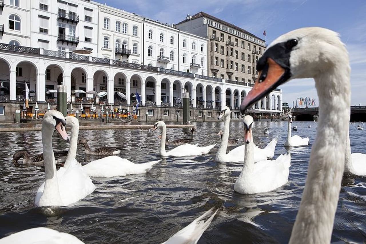 <p>നിലവില് 120 അരയന്നങ്ങളാണ് ഔട്ടല് അല്സ്റ്റര്, ഇന്നര് അല്സ്റ്റര് എന്നീ തടാകങ്ങളിലുള്ളത്. 24 വര്ഷമാണ് ഒരു അല്സ്റ്റര് സ്വാനിന്റെ ആയുസ്. 1674 മുതല് പ്രത്യേക സംരക്ഷണത്തില് കഴിയുന്ന അരയന്നങ്ങളെ ഉപദ്രവിക്കുകയോ കൊല്ലുകയോ അലോസരപ്പെടുത്തുകയോ ചെയ്യുന്നത് നിയമം മൂലം വിലക്കിയിട്ടുണ്ട്.</p> <p>നിലവില് 120 അരയന്നങ്ങളാണ് ഔട്ടല് അല്സ്റ്റര്, ഇന്നര് അല്സ്റ്റര് എന്നീ തടാകങ്ങളിലുള്ളത്. 24 വര്ഷമാണ് ഒരു അല്സ്റ്റര് സ്വാനിന്റെ ആയുസ്. 1674 മുതല് പ്രത്യേക സംരക്ഷണത്തില് കഴിയുന്ന അരയന്നങ്ങളെ ഉപദ്രവിക്കുകയോ കൊല്ലുകയോ അലോസരപ്പെടുത്തുകയോ ചെയ്യുന്നത് നിയമം മൂലം വിലക്കിയിട്ടുണ്ട്.</p>