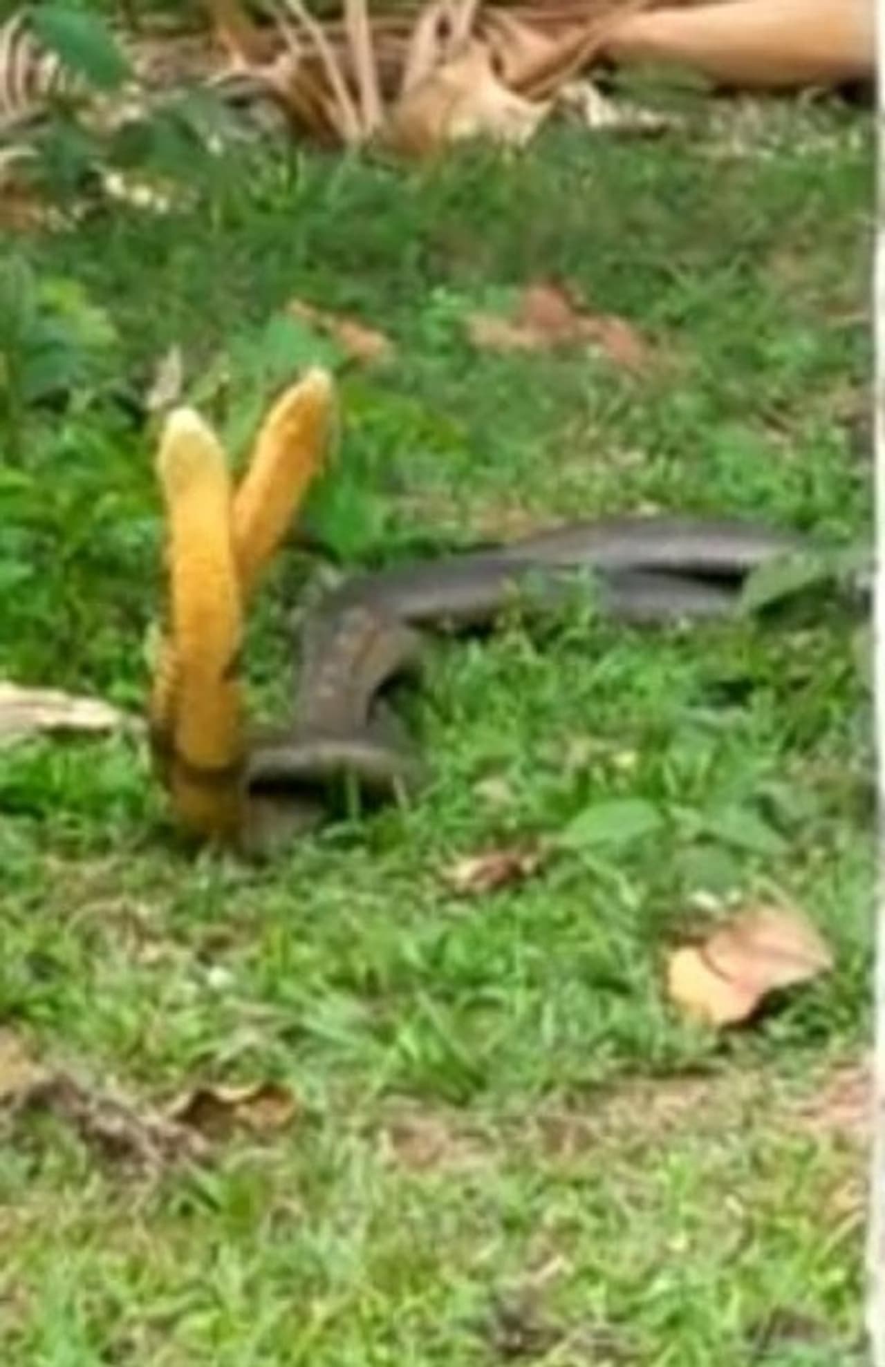 <p>ಮಾಳಗ್ರಾಮದ ಮುಳ್ಳೂರು ಗೇಟ್ ಸಮೀಪದ ಗಣೇಶ್ ಶೆಟ್ಟಿಗಾರ್ ಎಂಬುವರ ಮನೆ ಅಂಗಳದಲ್ಲಿ ಕಾಳಿಂಗ ಸರ್ಪಗಳೆರಡು ಮಿಥುನ ಕ್ರಿಯೆಯಲ್ಲಿ ತೊಡಗಿಕೊಂಡಿದ್ದವು.</p> <p>ಮಾಳಗ್ರಾಮದ ಮುಳ್ಳೂರು ಗೇಟ್ ಸಮೀಪದ ಗಣೇಶ್ ಶೆಟ್ಟಿಗಾರ್ ಎಂಬುವರ ಮನೆ ಅಂಗಳದಲ್ಲಿ ಕಾಳಿಂಗ ಸರ್ಪಗಳೆರಡು ಮಿಥುನ ಕ್ರಿಯೆಯಲ್ಲಿ ತೊಡಗಿಕೊಂಡಿದ್ದವು.</p>