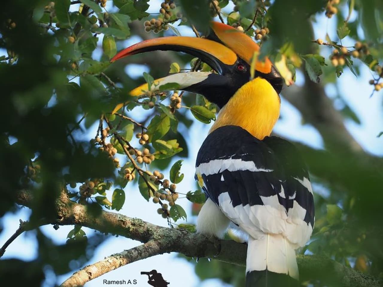 <p>ಗ್ರೇಟ್ ಹಾರ್ನ್‌ಬೆಲ್.</p>