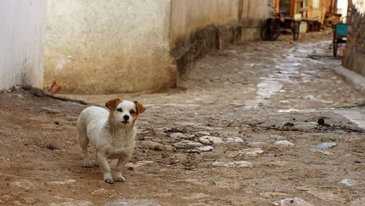 <p>ವಿಶ್ವವಿದ್ಯಾಲಯದ ಜೀವಶಾಸ್ತ್ರಜ್ಞ ಶುಹುವಾ ಶಿಯಾ, ಕೊರೋನಾ ವೈರಸ್ ಮೊದಲು ಬಾವಲಿಗಳಿಗೆ ಹರಡಿದ್ದು, ಬಳಿಕ ನಾಯಿಗಳು ಆ ಬಾವಲಿಗಳನ್ನು ತಿನ್ನುತ್ತವೆ ಮತ್ತು ಅದು ಜನರಿಗೆ ಹರಡಲು ಕಾರಣವಾಗಿದೆ ಎಂಬ ಆಧಾರದ ಮೇಲೆ ಈ ಅಧ್ಯಯನವನ್ನು ಮಾಡಿದ್ದೇನೆ ಎಂದು ಹೇಳಿದ್ದಾರೆ. ಈ ಸಿದ್ಧಾಂತದ ಬಗ್ಗೆ ವಿಜ್ಞಾನಿಗಳು ಇದೀಗ ವಿಭಿನ್ನ ಅಭಿಪ್ರಾಯಗಳನ್ನು ಹೊಂದಿದ್ದಾರೆ.</p> <p>ವಿಶ್ವವಿದ್ಯಾಲಯದ ಜೀವಶಾಸ್ತ್ರಜ್ಞ ಶುಹುವಾ ಶಿಯಾ, ಕೊರೋನಾ ವೈರಸ್ ಮೊದಲು ಬಾವಲಿಗಳಿಗೆ ಹರಡಿದ್ದು, ಬಳಿಕ ನಾಯಿಗಳು ಆ ಬಾವಲಿಗಳನ್ನು ತಿನ್ನುತ್ತವೆ ಮತ್ತು ಅದು ಜನರಿಗೆ ಹರಡಲು ಕಾರಣವಾಗಿದೆ ಎಂಬ ಆಧಾರದ ಮೇಲೆ ಈ ಅಧ್ಯಯನವನ್ನು ಮಾಡಿದ್ದೇನೆ ಎಂದು ಹೇಳಿದ್ದಾರೆ. ಈ ಸಿದ್ಧಾಂತದ ಬಗ್ಗೆ ವಿಜ್ಞಾನಿಗಳು ಇದೀಗ ವಿಭಿನ್ನ ಅಭಿಪ್ರಾಯಗಳನ್ನು ಹೊಂದಿದ್ದಾರೆ.</p>