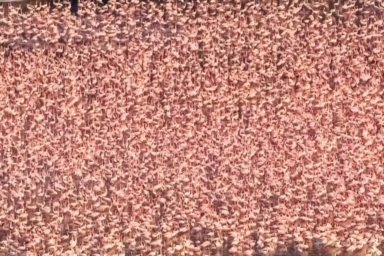 <p>ಮನುಷ್ಯರ ಅತಿಕ್ರಮಣ ಕಡಿಮೆಯಾಗಿರುವ ಕಾರಣದಿಂದ ಅಧಿಕ ಸಂಖ್ಯೆಯಲ್ಲಿ ಪಕ್ಷಿಗಳು ವಾಣಿಜ್ಯ ನಗರಿ ಮುಂಬೈಗೆ ವಲಸೆ ಬರುತ್ತಿವೆ ಈ ಬಾರಿ.</p> <p>ಮನುಷ್ಯರ ಅತಿಕ್ರಮಣ ಕಡಿಮೆಯಾಗಿರುವ ಕಾರಣದಿಂದ ಅಧಿಕ ಸಂಖ್ಯೆಯಲ್ಲಿ ಪಕ್ಷಿಗಳು ವಾಣಿಜ್ಯ ನಗರಿ ಮುಂಬೈಗೆ ವಲಸೆ ಬರುತ್ತಿವೆ ಈ ಬಾರಿ.</p>