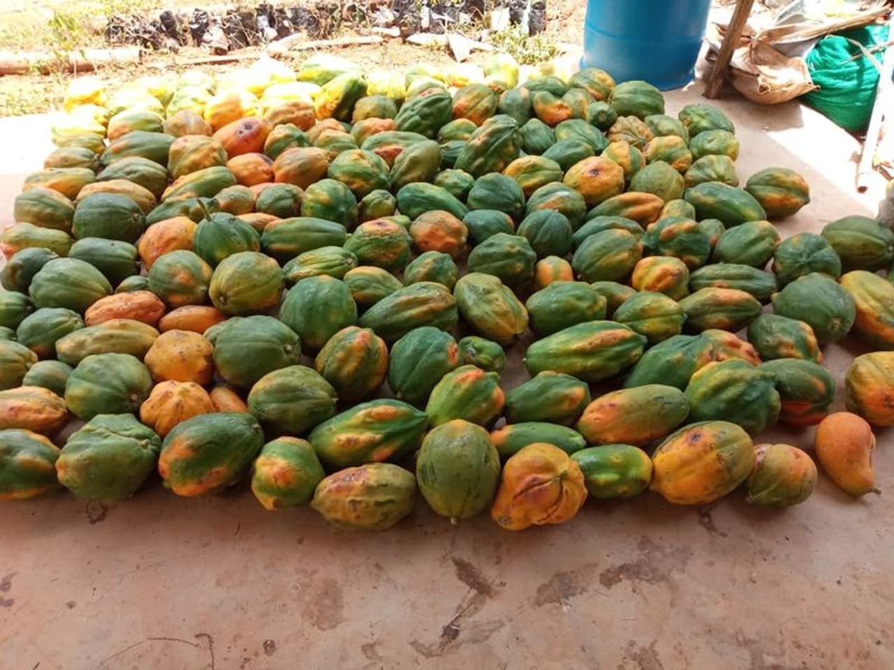 <p>ಗಡಿನಾಡು ಕಾಸರಗೋಡು ಜಿಲ್ಲೆಯ ಮಂಜೇಶ್ವರ ತಾಲೂಕು ಪೈವಳಿಕೆಯ ನಿವಾಸಿ, ಕನ್ನಡಿಗ ಅಡ್ಕತಿಮಾರು ಗೋಪಾಲಕೃಷ್ಣ ಭಟ್ ಲಾಕ್ಡೌನ್ ಪರಿಸ್ಥಿತಿಯಿಂದಾಗಿ ಬೆಳೆಗೆ ಬೆಲೆ ಕಳೆದುಕೊಂಡು ತಾವು ಬೆಳೆದ ಲಕ್ಷಾಂತರ ರು.ಮೌಲ್ಯದ ಥೈವಾನ್ ರೆಡ್ ಲೇಡಿ ಪಪ್ಪಾಯಿ ಬೆಳೆಗೆ ನೀರುಣಿಸುವುದನ್ನೇ ನಿಲ್ಲಿಸಿದ್ದಾರೆ.</p> <p>ಗಡಿನಾಡು ಕಾಸರಗೋಡು ಜಿಲ್ಲೆಯ ಮಂಜೇಶ್ವರ ತಾಲೂಕು ಪೈವಳಿಕೆಯ ನಿವಾಸಿ, ಕನ್ನಡಿಗ ಅಡ್ಕತಿಮಾರು ಗೋಪಾಲಕೃಷ್ಣ ಭಟ್ ಲಾಕ್ಡೌನ್ ಪರಿಸ್ಥಿತಿಯಿಂದಾಗಿ ಬೆಳೆಗೆ ಬೆಲೆ ಕಳೆದುಕೊಂಡು ತಾವು ಬೆಳೆದ ಲಕ್ಷಾಂತರ ರು.ಮೌಲ್ಯದ ಥೈವಾನ್ ರೆಡ್ ಲೇಡಿ ಪಪ್ಪಾಯಿ ಬೆಳೆಗೆ ನೀರುಣಿಸುವುದನ್ನೇ ನಿಲ್ಲಿಸಿದ್ದಾರೆ.</p>