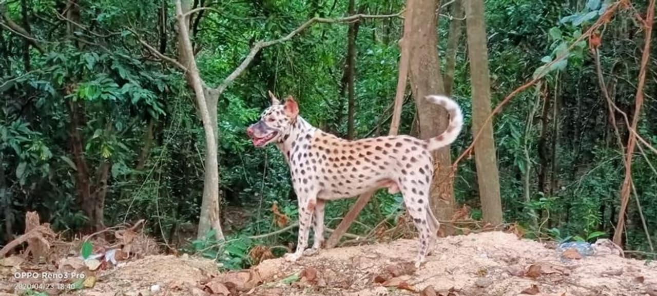 <p>ಯಾರೂ ಕಿಡಿಗೇಡಿಗಳು ಬೀದಿ ನಾಯಿಗೆ ಪಟ್ಟೆ ಹುಲಿ ಹೋಲುವ ರೀತಿಯಲ್ಲಿ ಬಣ್ಣ ಬಳಿದು ನಾಯಿಯನ್ನು ‌ಹುಲಿಯನ್ನಾಗಿ ರಸ್ತೆಗೆ ಬಿಟ್ಟ ಪ್ರಸಂಗ ವೊಂದು ಬೈಲೂರು ಸಮೀಪದಲ್ಲಿ ಗುರುವಾರ ನಡೆದಿದೆ.</p>