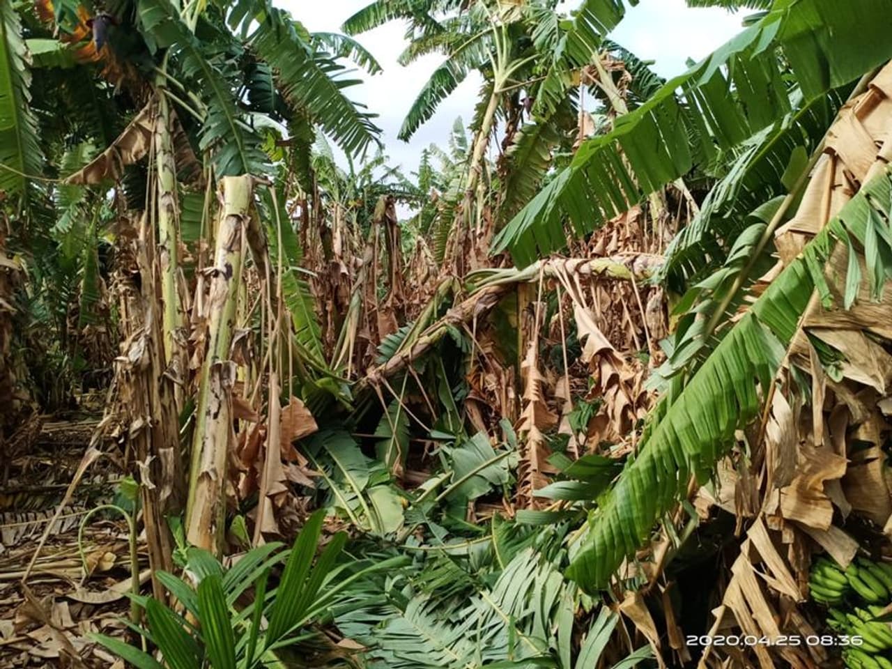 <p>ಕಳೆದೊಂದು ವಾರದಿಂದ ರಾಜ್ಯದ ಹಲವು ಭಾಗಗಳಲ್ಲಿ ಗುಡುಗು, ಮಿಂಚು ಸಹಿತ ಭಾರೀ ಮಳೆಯಾಗಿದೆ.</p>