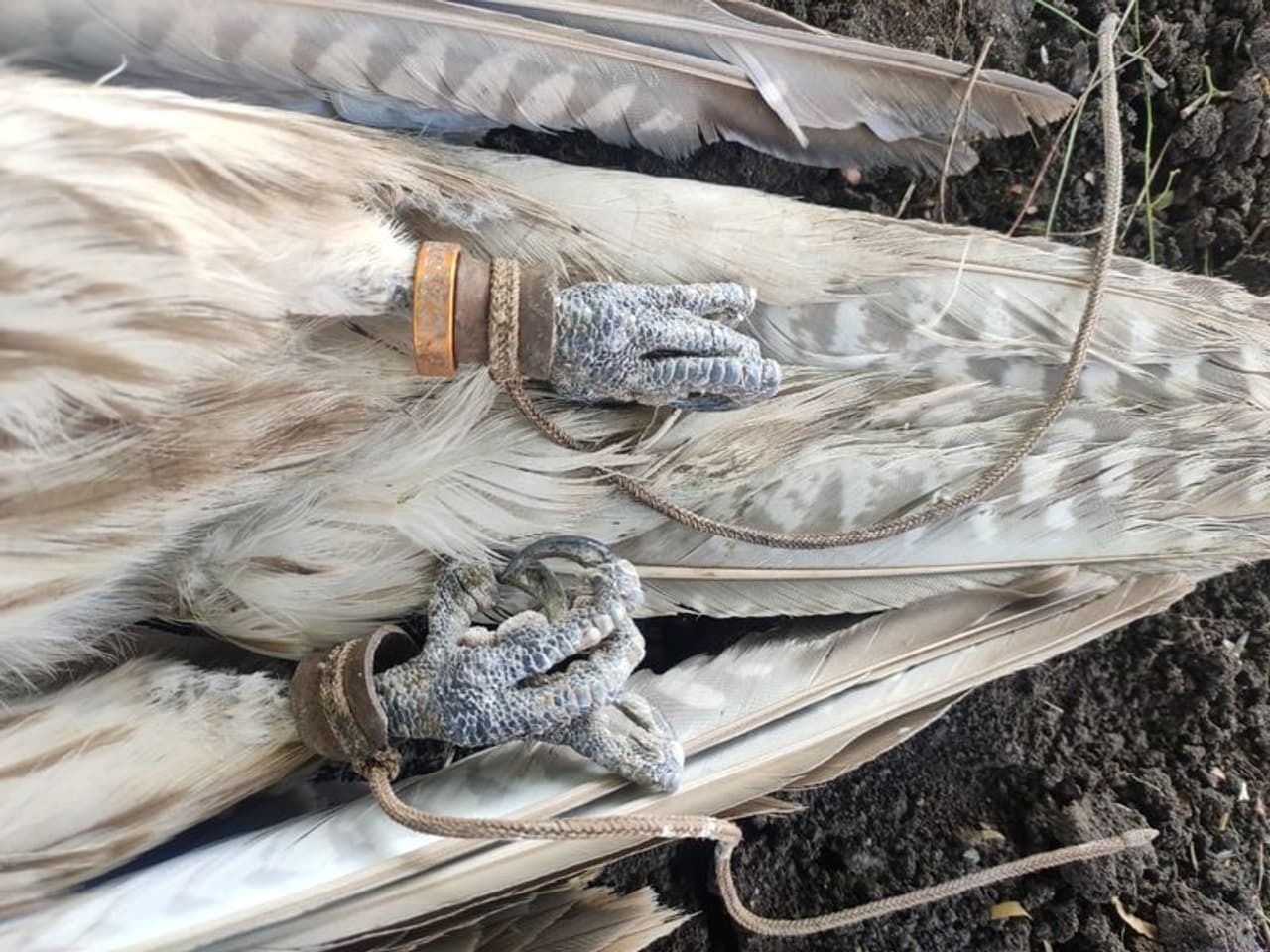 <p>ಹದ್ದಿನ ಎರಡೂ ಕಾಲುಗಳಿಗೆ ಹಾಕಲಾಗಿದ್ದ ಕೋಳ </p> <p>ಹದ್ದಿನ ಎರಡೂ ಕಾಲುಗಳಿಗೆ ಹಾಕಲಾಗಿದ್ದ ಕೋಳ </p>