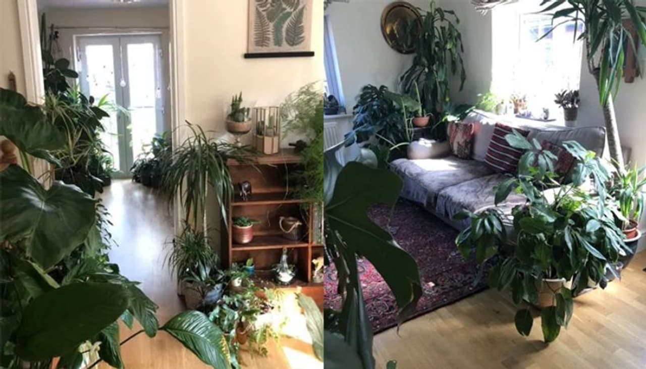 <p>ജോയുടെ വീട് തന്നെ ഇന്നൊരു കൊച്ചു കാടായി മാറിയിരിക്കുകയാണ്. വീടിന്‍റെ ഓരോ മൂലയിലും പൂക്കൾ, കള്ളിച്ചെടി, വള്ളികൾ എന്നിവയെല്ലാമുണ്ട്. സത്യത്തിലൊരു പാര്‍ക്ക് തന്നെ. ഗാര്‍ഡന്‍ സെന്‍ററില്‍ ജോലി ചെയ്യുന്ന ജോ തന്‍റെ ദിവസങ്ങളില്‍ പറ്റാവുന്ന സമയമെല്ലാം ചെടികള്‍ക്കൊപ്പം ചെലവഴിക്കുന്നു. വീട്ടിലിരിക്കുന്ന സമയങ്ങളിലെല്ലാം അധികശ്രദ്ധ വേണ്ട ചെടികള്‍ക്ക് അത് കൊടുക്കുന്നു. ഏതായാലും വീട്ടില്‍ നിറയെ ചെടിയായതു കാരണം സന്ദര്‍ശകരുടെ വരവൊക്കെ ഒരു കണക്കാണ്. എന്നാലും ഒരോ ദിവസവും പുതിയ പുതിയ ചെടികളാണ് ജോ വീട്ടിലെത്തിക്കുന്നത്. തനിക്കിപ്പോള്‍ അതൊരു ലഹരിയായിരിക്കുകയാണ് എന്നാണ് ജോ പറയുന്നത്.&nbsp;</p>