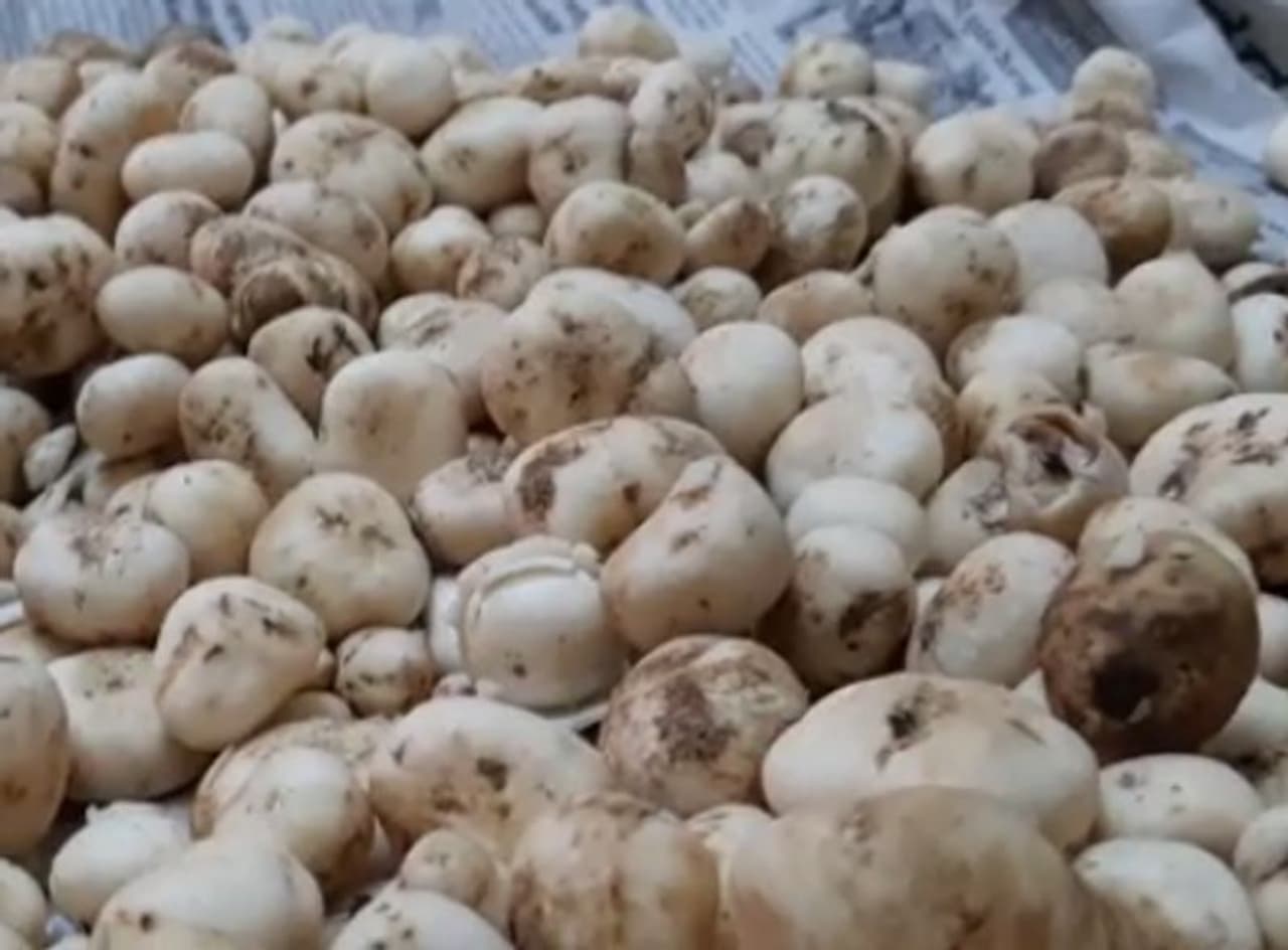 <p>ಇತ್ತೀಚಿನ ದಿನಗಳಲ್ಲಿ ಅಣಬೆಯ ಬೇಡಿಕೆ ಗಣನೀಯವಾಗಿ ಹೆಚ್ಚಾಗಿದೆ. ಇದಕ್ಕೆ ಕಾರಣವೆಂದರೆ ಕ್ರಮೇಣ ಜನರು ಅಣಬೆಗಳ ಪ್ರಯೋಜನಗಳನ್ನು ಕಂಡುಕೊಳ್ಳುತ್ತಿದ್ದಾರೆ. ಕೊರೋನಾ ವೈರಸ್‌ನಿಂದಾಗಿ ಜನರು ತಮ್ಮ ಆರೋಗ್ಯದ ಬಗ್ಗೆ ಕಾಳಜಿ ವಹಿಸುವುದೂ&nbsp;ಹೆಚ್ಚಾಗಿದೆ.&nbsp;</p>