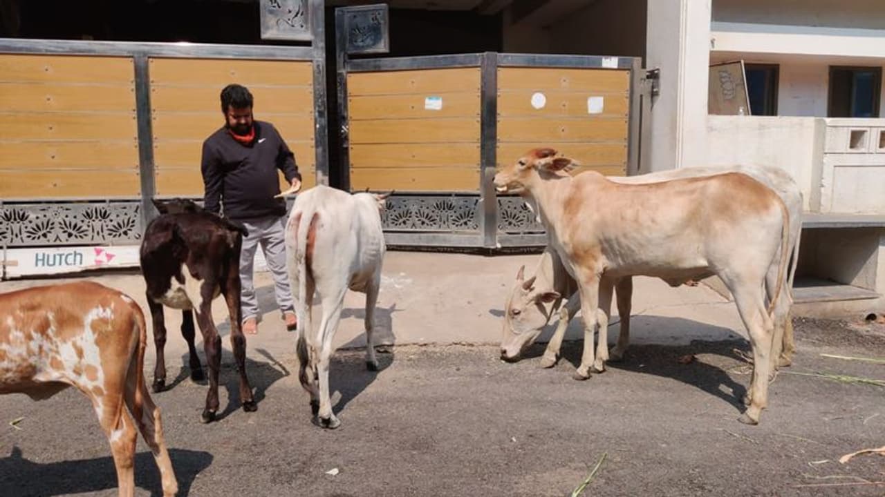 <p>ಆಹಾರ ಸಿಗದೆ ಹಸಿವಿನಿಂದ ನರಳುತ್ತಿರುವ ಬಿಡಾಡಿ ದನಗಳು </p> <p>ಆಹಾರ ಸಿಗದೆ ಹಸಿವಿನಿಂದ ನರಳುತ್ತಿರುವ ಬಿಡಾಡಿ ದನಗಳು </p>