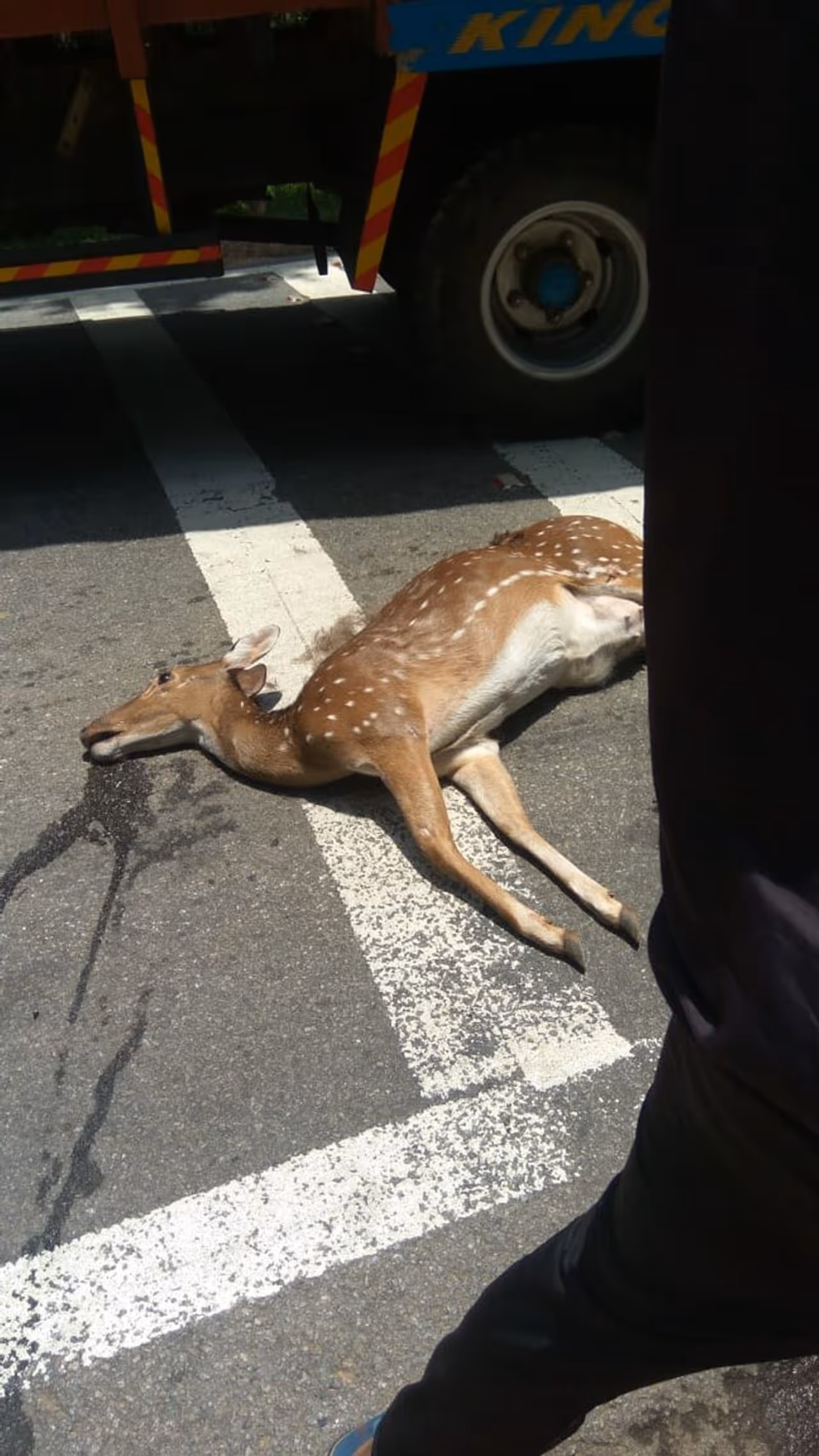 <p>ಚಿಕ್ಕಮಗಳೂರು ಜಿಲ್ಲೆಯ ಮೂಡಿಗೆರೆ ತಾಲೂಕಿನ ಕುದುರೆಗುಂಡಿ ಗ್ರಾಮದಲ್ಲಿ ಜಿಂಕೆ ಸಾವನ್ನಪ್ಪಿದೆ.</p> <p>ಚಿಕ್ಕಮಗಳೂರು ಜಿಲ್ಲೆಯ ಮೂಡಿಗೆರೆ ತಾಲೂಕಿನ ಕುದುರೆಗುಂಡಿ ಗ್ರಾಮದಲ್ಲಿ ಜಿಂಕೆ ಸಾವನ್ನಪ್ಪಿದೆ.</p>