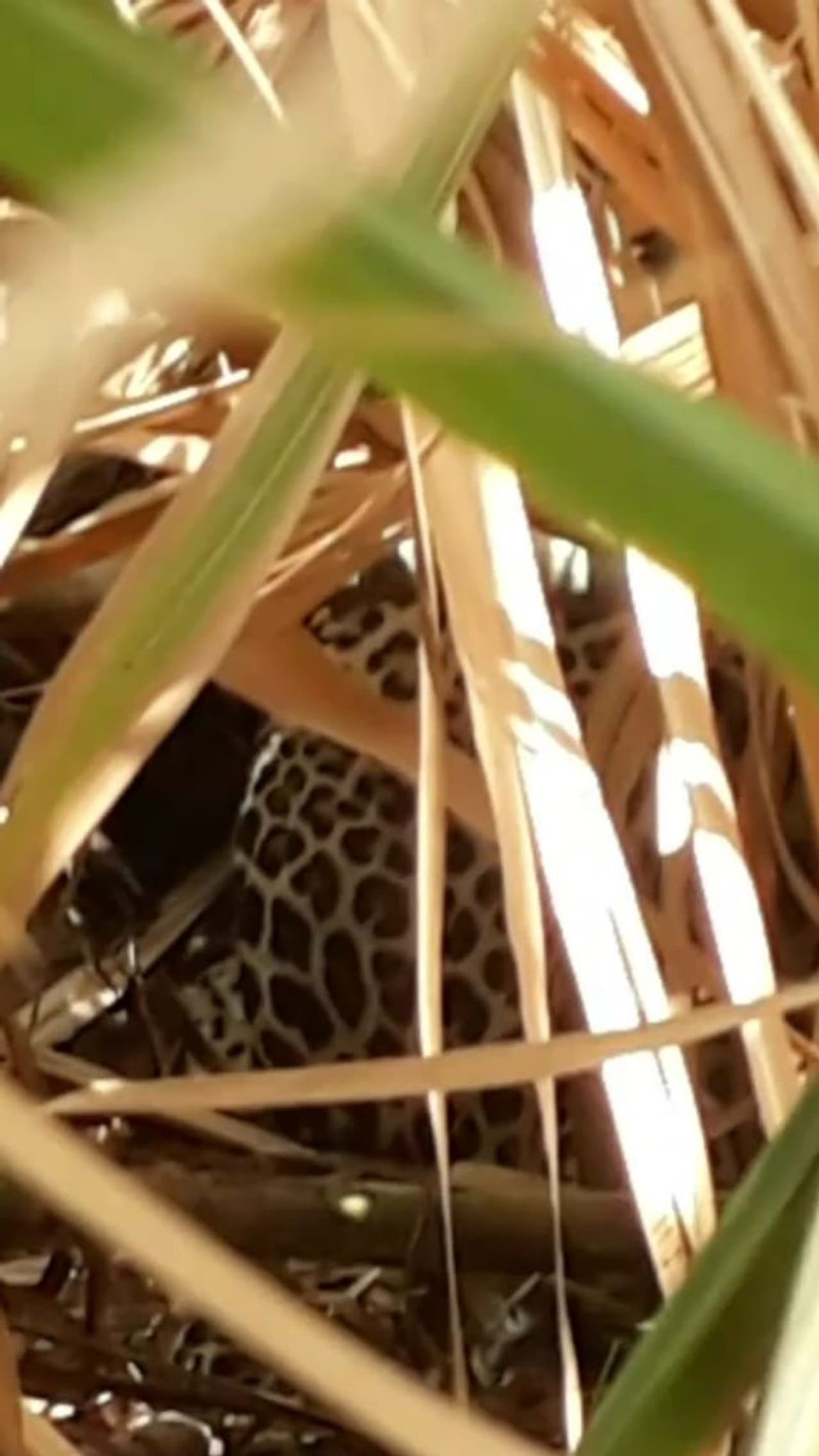 <p>ಕಲಬುರಗಿ ತಾಲೂಕಿನ ಬಬಲಾದ ಗ್ರಾಮದ ಕಬ್ಬಿನ ಗದ್ದೆಯಲ್ಲಿ ಕಾಣಿಸಿಕೊಂಡ ಚಿರತೆ</p> <p>ಕಲಬುರಗಿ ತಾಲೂಕಿನ ಬಬಲಾದ ಗ್ರಾಮದ ಕಬ್ಬಿನ ಗದ್ದೆಯಲ್ಲಿ ಕಾಣಿಸಿಕೊಂಡ ಚಿರತೆ</p>