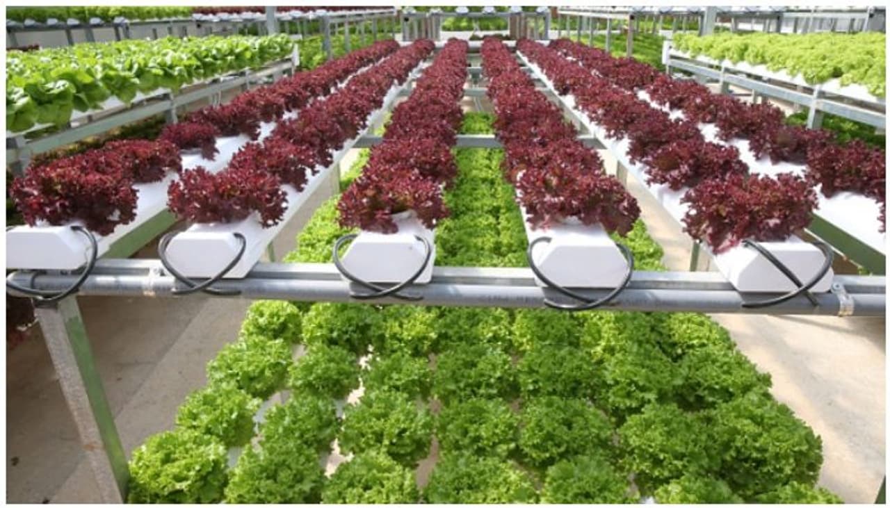 <p>കൃഷി ചെയ്യാന് മണ്ണ് വേണോ? ഒരു നിര്ബന്ധവുമില്ലെന്ന് വ്യക്തമാക്കുന്നതാണ് പല വികസിത രാജ്യങ്ങളില് നിന്നുള്ള മാതൃകകള്. പരമ്പരാഗത കൃഷിരീതിയില് നിന്ന് മാറി ചെലവ് കുറച്ച് പരമാവധി വിളവ് ഉല്പാദിപ്പിക്കാനുള്ള വികസിത രാജ്യങ്ങളുടെ പരിശ്രമങ്ങളില് നിന്നാണ് മണ്ണില്ലാ കൃഷിരീതിയായ ഹൈഡ്രോ പോണിക്സിന്റെ വരവ്. </p> <p>കൃഷി ചെയ്യാന് മണ്ണ് വേണോ? ഒരു നിര്ബന്ധവുമില്ലെന്ന് വ്യക്തമാക്കുന്നതാണ് പല വികസിത രാജ്യങ്ങളില് നിന്നുള്ള മാതൃകകള്. പരമ്പരാഗത കൃഷിരീതിയില് നിന്ന് മാറി ചെലവ് കുറച്ച് പരമാവധി വിളവ് ഉല്പാദിപ്പിക്കാനുള്ള വികസിത രാജ്യങ്ങളുടെ പരിശ്രമങ്ങളില് നിന്നാണ് മണ്ണില്ലാ കൃഷിരീതിയായ ഹൈഡ്രോ പോണിക്സിന്റെ വരവ്. </p>