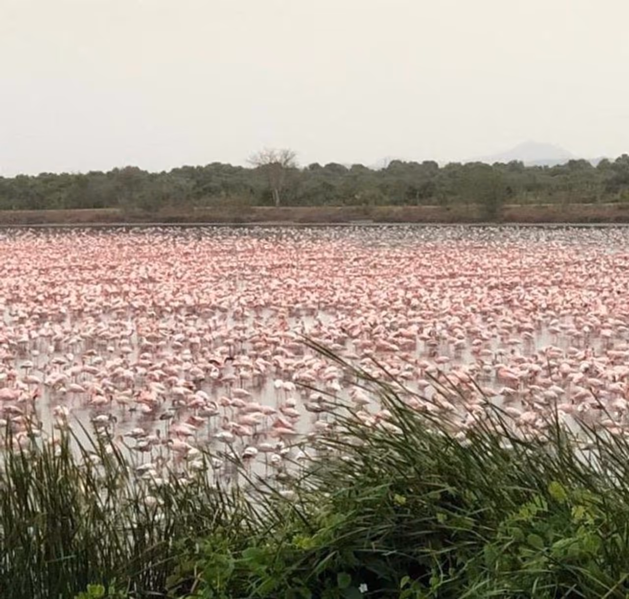 <p>India under lockdown to curb the spread of COVID 19 found itself suddenly playing host to a massive influx of flamingos. A sea of pink dazzled residents of Navi Mumbai as thousands of flamingos settled along the creek on Thursday morning.</p>