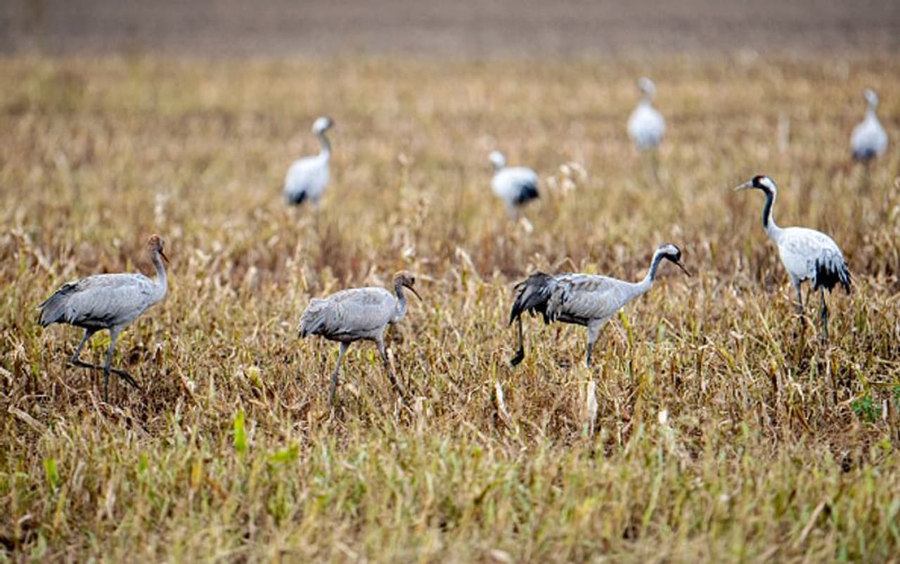 <p>ഭൂമിയെ വെള്ളത്താൽ മറക്കുന്ന സ്ഥലങ്ങളാണ് തണ്ണീർത്തടങ്ങൾ. അത് ചിലപ്പോൾ ഉപ്പ് വെള്ളമാകാം, അല്ലെങ്കിൽ ശുദ്ധജലവുമാകാം. പലപ്പോഴും വെള്ളത്തിൽ വളരുന്ന ചെടികളും ജീവജാലങ്ങളും അവിടെ കാണാം. അവ ഭൂമിയുടെ സ്വാഭാവിക മാലിനജല ശുദ്ധീകരണ ചാലുകളാണ്. കൂടാതെ അവ കാർബൺ സംഭരണികളുമാണ്. ഭക്ഷ്യ സുരക്ഷയ്ക്ക് അവ നിർണ്ണായകമാണ്. വെള്ളപ്പൊക്കം നിയന്ത്രിക്കുന്നതിനും, ശുദ്ധജലം പ്രദാനം ചെയ്യുന്നതിനും തണ്ണീർത്തടങ്ങൾ സഹായകമാകുന്നു. എന്നാൽ, ലോകത്തിലെ തണ്ണീർത്തടങ്ങളിൽ പകുതിയും 1900 മുതൽ അപ്രത്യക്ഷമായി എന്നാണ് കണക്കാക്കപ്പെടുന്നത്. <br /> </p> <p>ഭൂമിയെ വെള്ളത്താൽ മറക്കുന്ന സ്ഥലങ്ങളാണ് തണ്ണീർത്തടങ്ങൾ. അത് ചിലപ്പോൾ ഉപ്പ് വെള്ളമാകാം, അല്ലെങ്കിൽ ശുദ്ധജലവുമാകാം. പലപ്പോഴും വെള്ളത്തിൽ വളരുന്ന ചെടികളും ജീവജാലങ്ങളും അവിടെ കാണാം. അവ ഭൂമിയുടെ സ്വാഭാവിക മാലിനജല ശുദ്ധീകരണ ചാലുകളാണ്. കൂടാതെ അവ കാർബൺ സംഭരണികളുമാണ്. ഭക്ഷ്യ സുരക്ഷയ്ക്ക് അവ നിർണ്ണായകമാണ്. വെള്ളപ്പൊക്കം നിയന്ത്രിക്കുന്നതിനും, ശുദ്ധജലം പ്രദാനം ചെയ്യുന്നതിനും തണ്ണീർത്തടങ്ങൾ സഹായകമാകുന്നു. എന്നാൽ, ലോകത്തിലെ തണ്ണീർത്തടങ്ങളിൽ പകുതിയും 1900 മുതൽ അപ്രത്യക്ഷമായി എന്നാണ് കണക്കാക്കപ്പെടുന്നത്. <br /> </p>