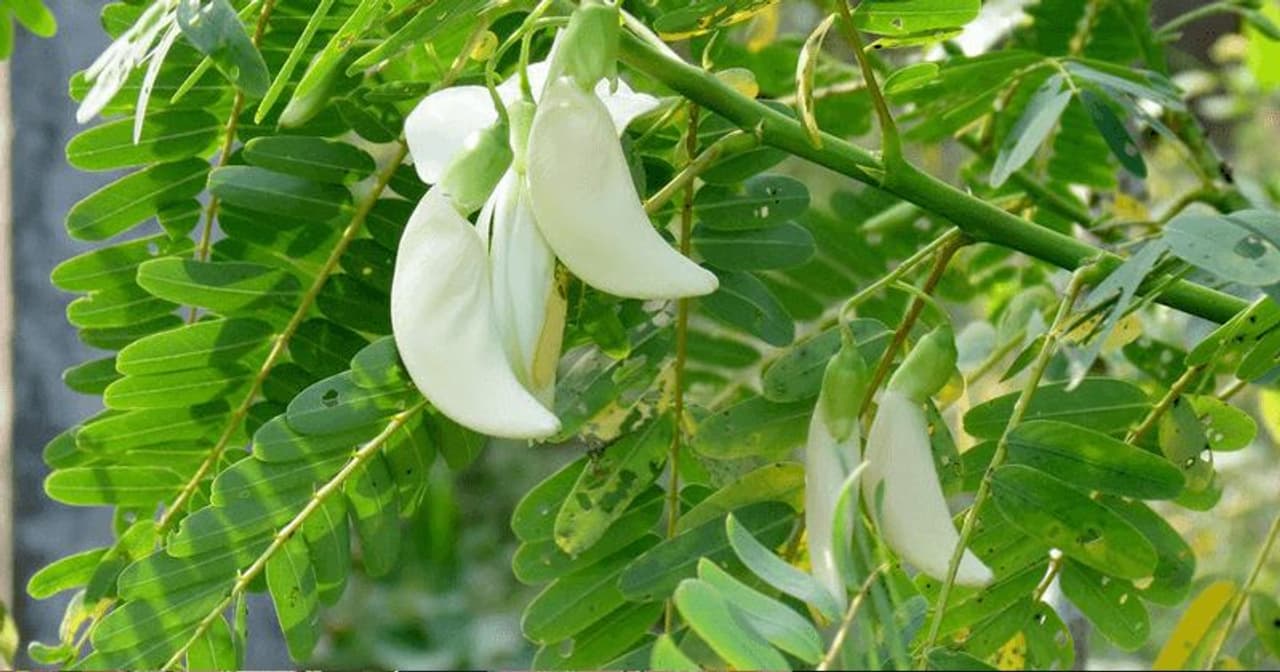 <p><strong>അഗത്തിച്ചീര: </strong>വളരെ പെട്ടെന്ന് വളരുന്നതാണ് അഗത്തിച്ചീര. ശീമക്കൊന്നയിലയോട് രൂപസാദൃശ്യമുണ്ട്. ഇലകളുടെ അറ്റവും അടിഭാഗവും ഉരുണ്ടതായിരിക്കും. വലിയ പൂക്കളുണ്ടാകും. കായയില്‍ കുറഞ്ഞത് 20 വിത്തുകളുണ്ടാകാം. വിത്തു വിതച്ചും കമ്പുകള്‍ മുറിച്ചുനട്ടും വളര്‍ത്താം. ചാണകപ്പൊടിയും വേപ്പിന്‍ പിണ്ണാക്കും മണലും ഒരേ അളവില്‍ ചേര്‍ത്ത് യോജിപ്പിച്ച മണ്ണില്‍ വിത്ത് പാകുന്നതാണ് നല്ലത്. അഞ്ച് ദിവസം കൊണ്ട് വിത്ത് മുളയ്ക്കും. വിത്ത് മുളച്ച് ഒന്നര മാസം കഴിഞ്ഞാല്‍ പറിച്ച് നടാം. നല്ലസൂര്യപ്രകാശമുള്ളിടത്ത് പറിച്ചു നടണം. രണ്ടാഴ്ച കൂടുമ്പോള്‍ അല്‍പം ചാണകപ്പൊടി വിതറി മണ്ണ് കൂട്ടിക്കൊടുക്കണം. വേനല്‍ക്കാലത്ത് നന്നായി നനയ്ക്കണം. പയറുകളും വിത്തും ഇലയും ഭക്ഷിക്കാം. പൂക്കളില്‍ വിറ്റാമിന്‍ സിയും എയും അടങ്ങിയിരിക്കുന്നു.</p>