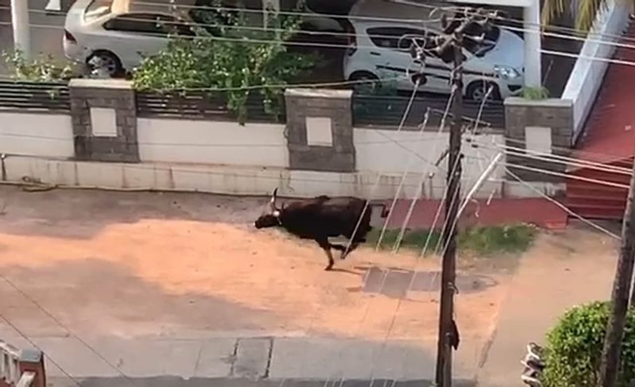 <p>ನಗರದ ಕುಂಟಿಕಾನದ ಮುಖ್ಯರಸ್ತೆಯಲ್ಲಿ ಮಂಗಳವಾರ ಬೆಳಗಿನ ಜಾವ 4 ಗಂಟೆ ಸುಮಾರಿಗೆ ಕಾಣಿಸಿಕೊಂಡ ಕಾಡುಕೋಣ </p> <p>ನಗರದ ಕುಂಟಿಕಾನದ ಮುಖ್ಯರಸ್ತೆಯಲ್ಲಿ ಮಂಗಳವಾರ ಬೆಳಗಿನ ಜಾವ 4 ಗಂಟೆ ಸುಮಾರಿಗೆ ಕಾಣಿಸಿಕೊಂಡ ಕಾಡುಕೋಣ </p>