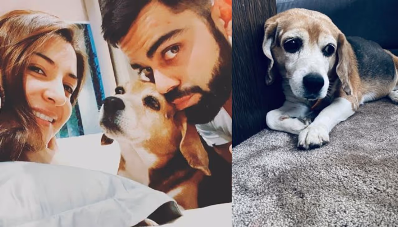 <p>ಕಳೆದ 11 ವರ್ಷಗಳಿಂದ ವಿರಾಟ್ ಕೊಹ್ಲಿ ಪ್ರೀತಿಯಿಂದ ಮುದ್ದು ಮಾಡುತ್ತಿದ್ದ ಮನೆಯ ನಾಯಿ ಬ್ರುನೊ</p> <p>ಕಳೆದ 11 ವರ್ಷಗಳಿಂದ ವಿರಾಟ್ ಕೊಹ್ಲಿ ಪ್ರೀತಿಯಿಂದ ಮುದ್ದು ಮಾಡುತ್ತಿದ್ದ ಮನೆಯ ನಾಯಿ ಬ್ರುನೊ</p>