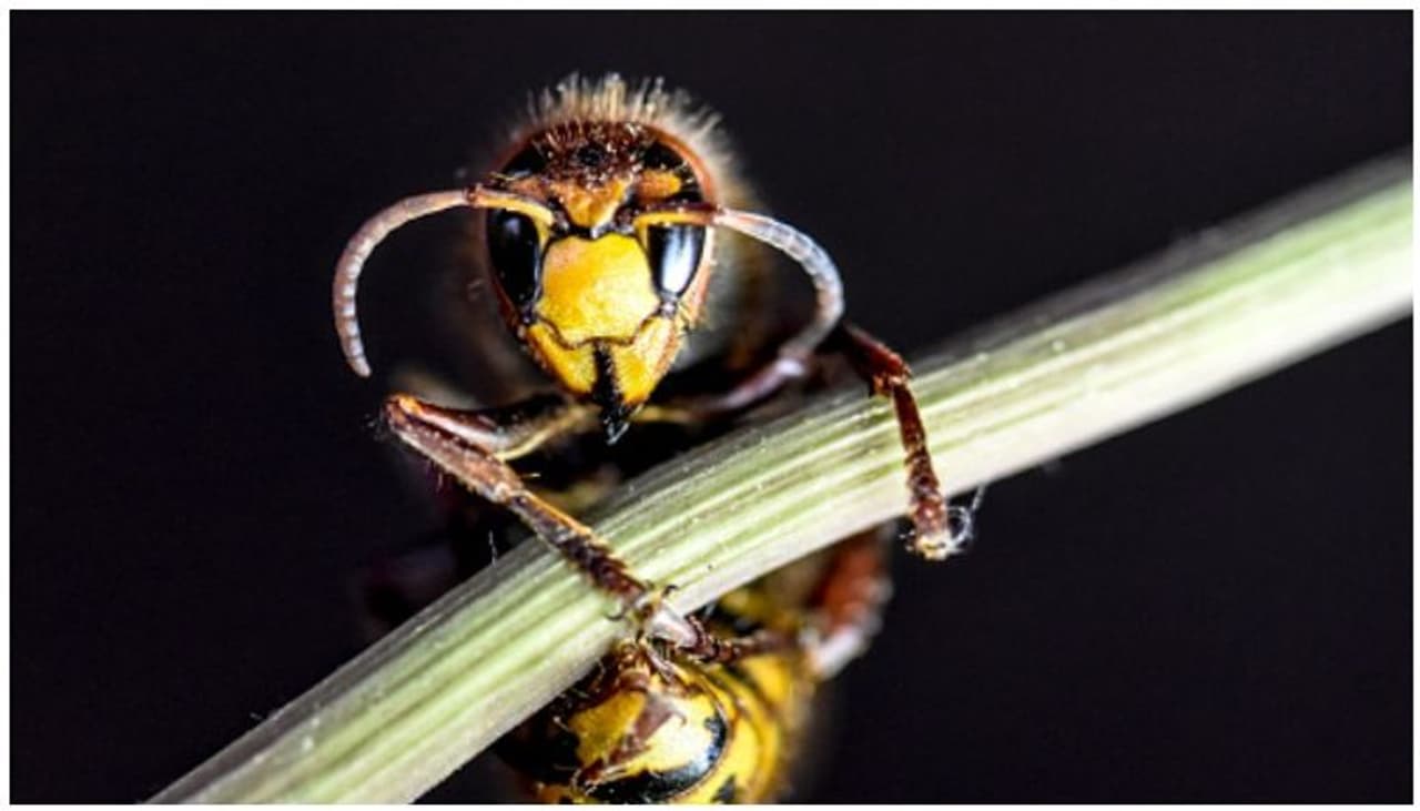 <p>കൊറോണ വൈറസ് വ്യാപനത്തില് വലഞ്ഞിരിക്കുന്ന അമേരിക്കയെ വീണ്ടും വലച്ച് ആളെക്കൊല്ലി കടന്നൽ. ഏഷ്യന് ജയന്റ് ഹോര്നെറ്റ് എന്നയിനം കടന്നലിനെ തെരഞ്ഞ് പിടിച്ച് നശിപ്പിക്കുകയാണ് ഗവേഷകര്. </p> <p>കൊറോണ വൈറസ് വ്യാപനത്തില് വലഞ്ഞിരിക്കുന്ന അമേരിക്കയെ വീണ്ടും വലച്ച് ആളെക്കൊല്ലി കടന്നൽ. ഏഷ്യന് ജയന്റ് ഹോര്നെറ്റ് എന്നയിനം കടന്നലിനെ തെരഞ്ഞ് പിടിച്ച് നശിപ്പിക്കുകയാണ് ഗവേഷകര്. </p>