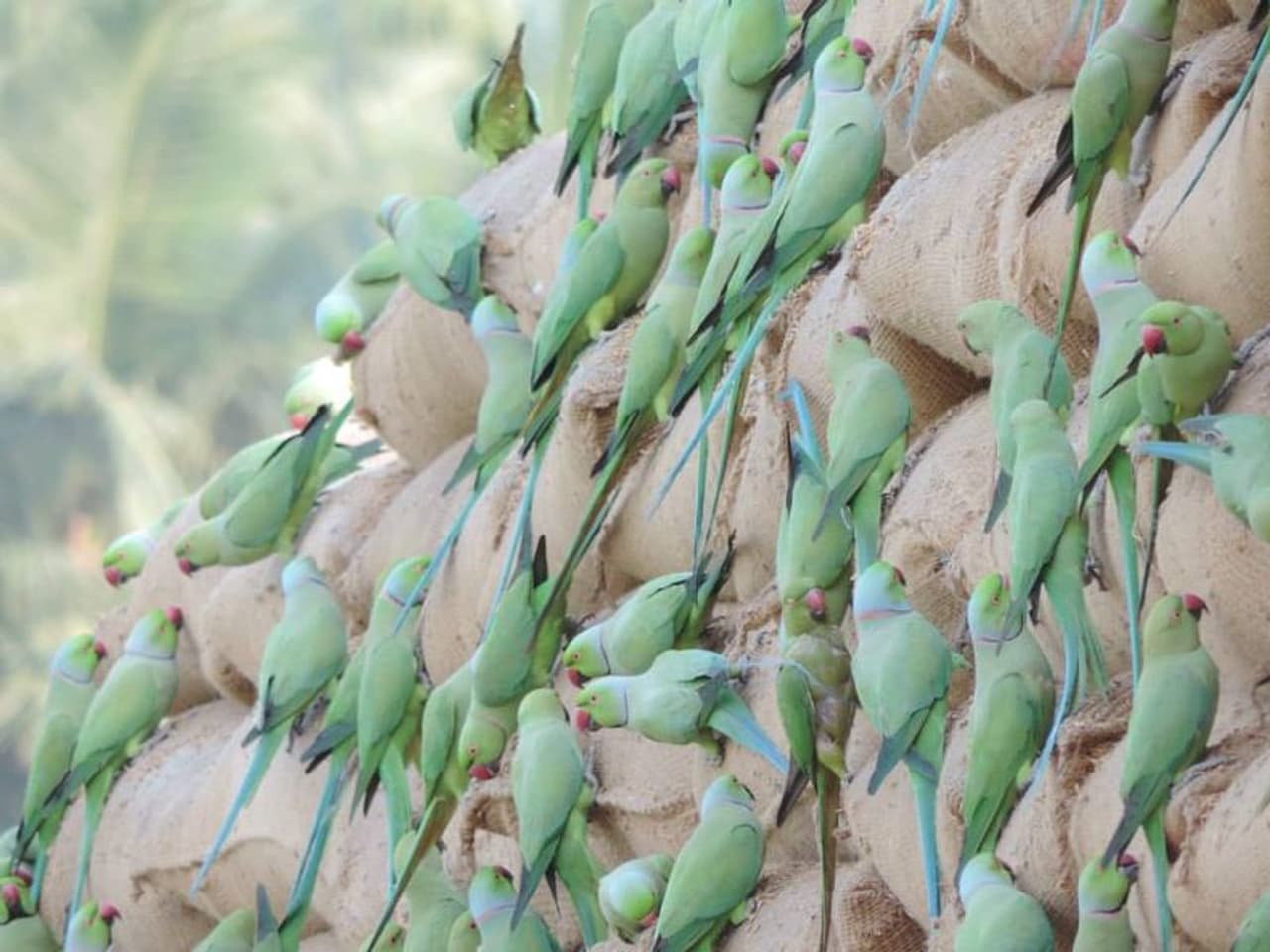 <p>&nbsp;</p><p>ഇവയില്‍ ഏതൊക്കെയാണ് യഥാര്‍ഥം എന്ന ചര്‍ച്ചകള്‍ സജീവമായിരിക്കേ ഒരു ചിത്രം കൂടി പ്രത്യക്ഷപ്പെട്ടിരിക്കുകയാണ്. അടുക്കിയിട്ടിരിക്കുന്ന ചാക്കുകള്‍ക്ക് മീതെയിരുന്ന് അരിമണികള്‍ കൊത്തിത്തിന്നുകയാണ് വലിയൊരു കൂട്ടം തത്തകള്‍.&nbsp;</p>