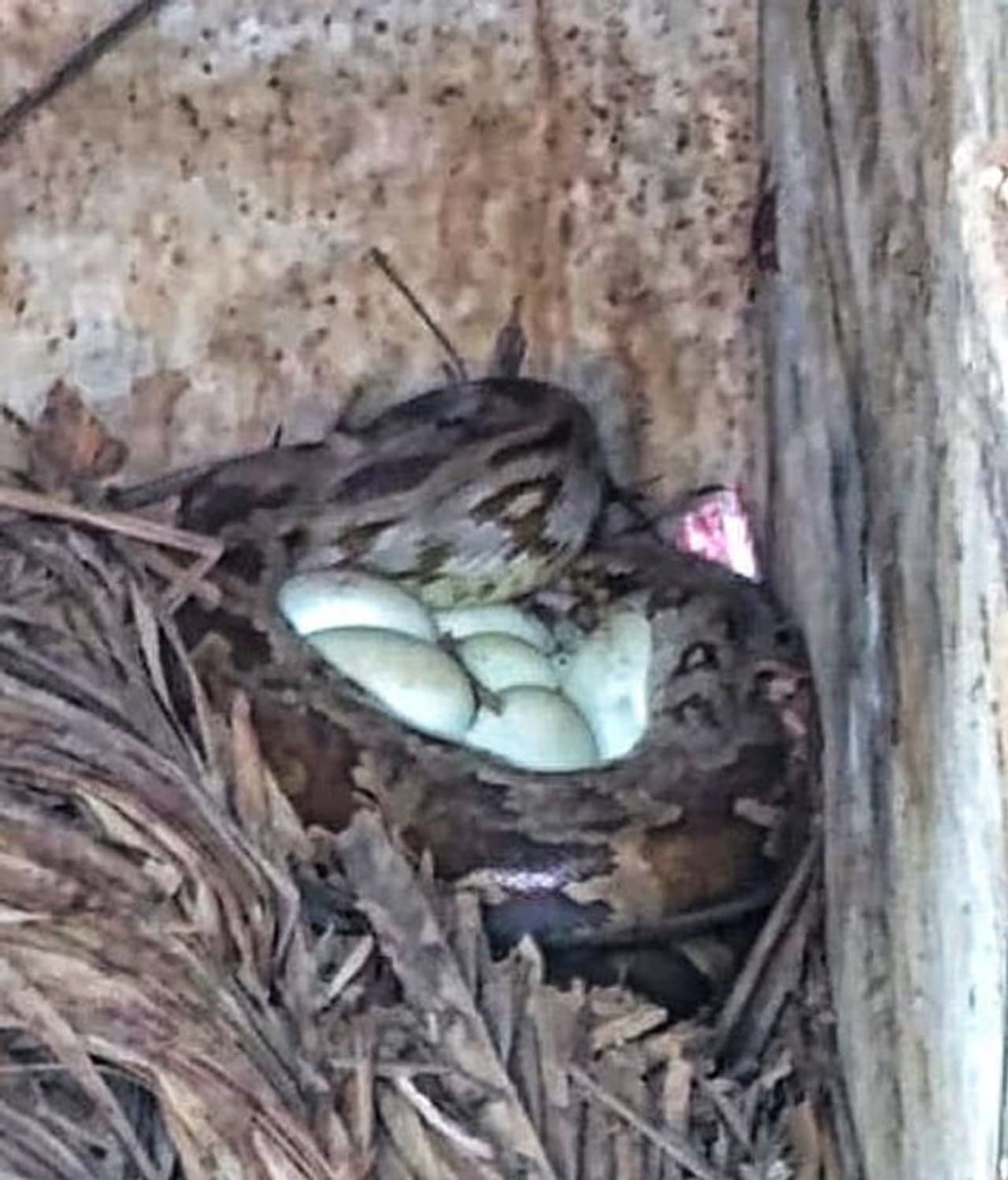 <p>ಉಡುಪಿ ಜಿಲ್ಲೆಯ ಕಟಪಾಡಿ ಎಂಬಲ್ಲಿನ ವಿಶ್ವನಾಥ ಕ್ಷೇತ್ರದ ಸಮೀಪದ ರಾಮಚಂದ್ರ ಪೈ ಎಂಬವರ ಮನೆಯ ದನದ ಹಟ್ಟಿಯಲ್ಲಿ 2 ಹೆಬ್ಬಾವುಗಳು ಪತ್ತೆಯಾಗಿವೆ.</p> <p>ಉಡುಪಿ ಜಿಲ್ಲೆಯ ಕಟಪಾಡಿ ಎಂಬಲ್ಲಿನ ವಿಶ್ವನಾಥ ಕ್ಷೇತ್ರದ ಸಮೀಪದ ರಾಮಚಂದ್ರ ಪೈ ಎಂಬವರ ಮನೆಯ ದನದ ಹಟ್ಟಿಯಲ್ಲಿ 2 ಹೆಬ್ಬಾವುಗಳು ಪತ್ತೆಯಾಗಿವೆ.</p>