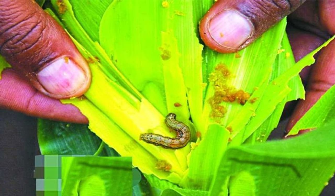 <p>ಕೊರೋನಾ ಆತಂಕದ ನಡುವೆ ನಾಗಾಲ್ಯಾಂಡ್ ಹಾಗೂ ಅಸ್ಸಾಂನಲ್ಲಿ ವಿದೇಶಿ ಹುಳವೊಂದು ಭಯದ ವಾತಾವರಣ ನಿರ್ಮಿಸಿದೆ. ಇದನ್ನು ಆರ್ಮಿ ವರ್ಮ್ ಎಂದು ಕರೆಯಲಾಗುತ್ತದೆ. ಆಂಟೋಮೊಲಾಜಿಸ್ಟ್ ಅನ್ವಯ ಇದು ಎಂಭತ್ತು ಬಗೆಯ ಗಿಡಗಳನ್ನು ನಾಶ ಮಾಡುವ ಸಾಮರ್ಥ್ಯ ಹೊಂದಿದೆ.</p> <p>ಕೊರೋನಾ ಆತಂಕದ ನಡುವೆ ನಾಗಾಲ್ಯಾಂಡ್ ಹಾಗೂ ಅಸ್ಸಾಂನಲ್ಲಿ ವಿದೇಶಿ ಹುಳವೊಂದು ಭಯದ ವಾತಾವರಣ ನಿರ್ಮಿಸಿದೆ. ಇದನ್ನು ಆರ್ಮಿ ವರ್ಮ್ ಎಂದು ಕರೆಯಲಾಗುತ್ತದೆ. ಆಂಟೋಮೊಲಾಜಿಸ್ಟ್ ಅನ್ವಯ ಇದು ಎಂಭತ್ತು ಬಗೆಯ ಗಿಡಗಳನ್ನು ನಾಶ ಮಾಡುವ ಸಾಮರ್ಥ್ಯ ಹೊಂದಿದೆ.</p>