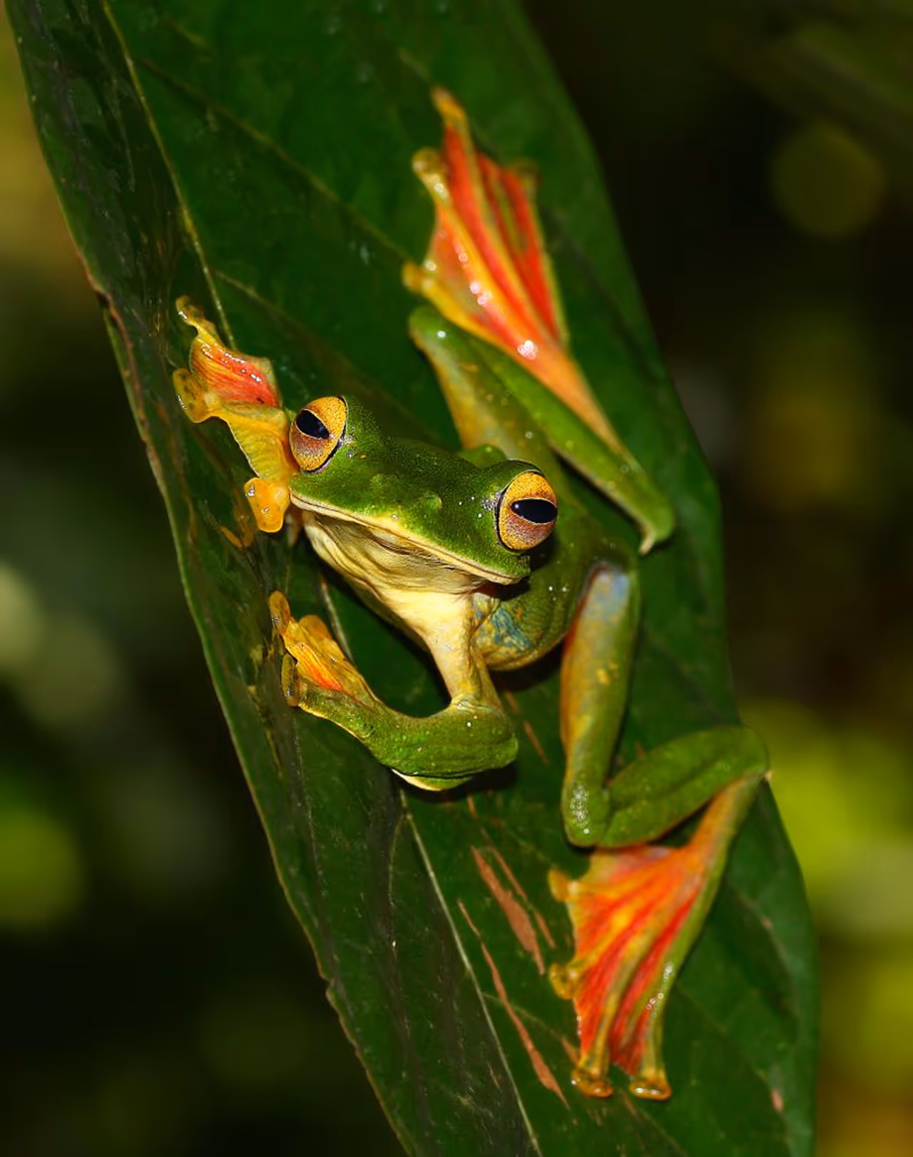 <p>ಭಾರತದ ಪಶ್ಚಿಮಘಟ್ಟಗಳ ಬಹುತೇಕ ಪ್ರದೇಶಗಳಲ್ಲಿ, ಕಂಡುಬರುವ ರಾಕೊಫೋರಿಡೆ ಕುಟುಂಬದ ಒಂದು ಮರಗಪ್ಪೆಯ ಪ್ರಭೇದಗಳಲ್ಲಿ ಈ ಮಲಬಾರ್ ಗ್ಲೈಡಿಂಗ್ ಜಾತಿಯ ಕಪ್ಪೆ ಆತ್ಯಂತ ಪ್ರಸಿದ್ಧ ವಾಗಿದೆ. ಇವುಗಳು ಕುದುರೆ ಮಖ ಪಶ್ಚಿಮಘಟ್ಟ ತಪ್ಪಲು ಪ್ರದೇಶ ಭಾಗದ ನಿತ್ಯ ಹರಿದ್ವರ್ಣ, ಎಲೆ ಉದುರುವ ಕಾಡುಗಳಲ್ಲಿ ಮರಗಳ ಮೇಲ್ಭಾಗದಲ್ಲಿ, ಹೆಚ್ಚಾಗಿ ಕಾಣಬಹುದಾಗಿದೆ.</p> <p>ಭಾರತದ ಪಶ್ಚಿಮಘಟ್ಟಗಳ ಬಹುತೇಕ ಪ್ರದೇಶಗಳಲ್ಲಿ, ಕಂಡುಬರುವ ರಾಕೊಫೋರಿಡೆ ಕುಟುಂಬದ ಒಂದು ಮರಗಪ್ಪೆಯ ಪ್ರಭೇದಗಳಲ್ಲಿ ಈ ಮಲಬಾರ್ ಗ್ಲೈಡಿಂಗ್ ಜಾತಿಯ ಕಪ್ಪೆ ಆತ್ಯಂತ ಪ್ರಸಿದ್ಧ ವಾಗಿದೆ. ಇವುಗಳು ಕುದುರೆ ಮಖ ಪಶ್ಚಿಮಘಟ್ಟ ತಪ್ಪಲು ಪ್ರದೇಶ ಭಾಗದ ನಿತ್ಯ ಹರಿದ್ವರ್ಣ, ಎಲೆ ಉದುರುವ ಕಾಡುಗಳಲ್ಲಿ ಮರಗಳ ಮೇಲ್ಭಾಗದಲ್ಲಿ, ಹೆಚ್ಚಾಗಿ ಕಾಣಬಹುದಾಗಿದೆ.</p>