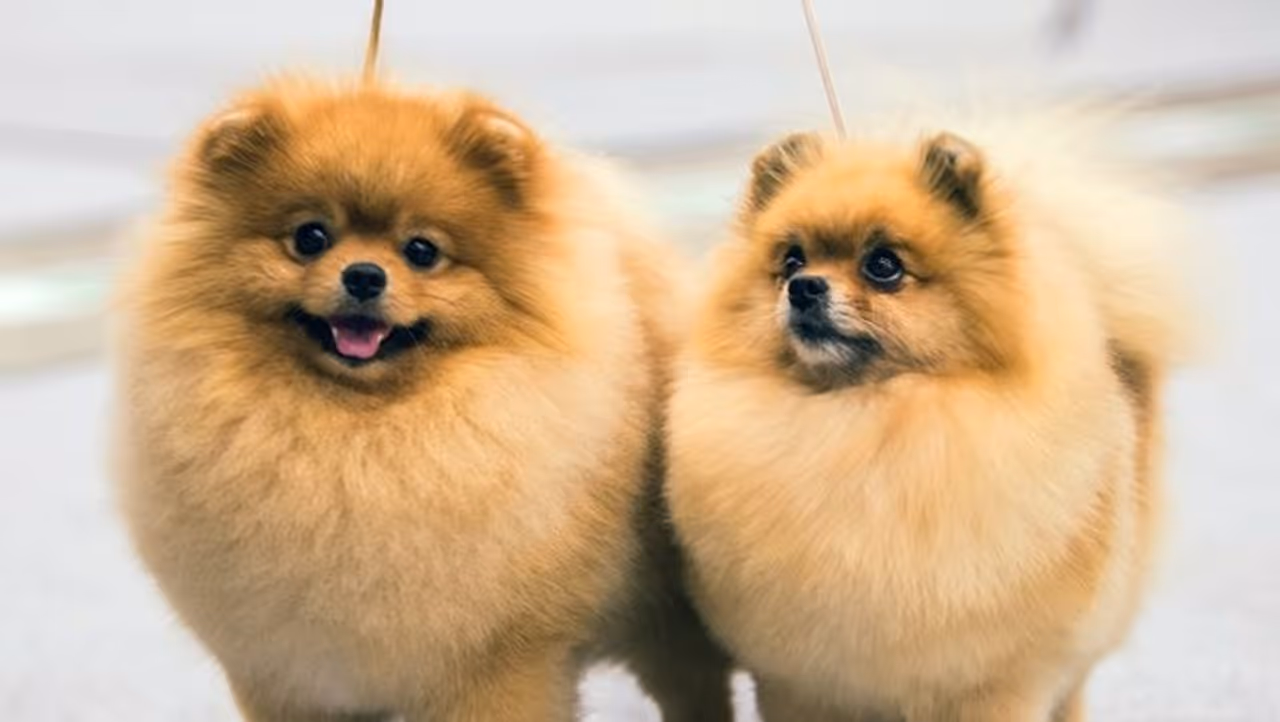 <p>పెంపుడు జంతువులతో బెడ్ షేర్ చేసుకోవడం అంత మంచి ఆలోచన కాదని పెద్దలు తరచుగా చెబుతుంటారు. దీనివల్ల అలెర్జీలు, నిద్రాభంగం, ఆరోగ్య సమస్యలు వస్తాయని వారిస్తారు. </p> <p>పెంపుడు జంతువులతో బెడ్ షేర్ చేసుకోవడం అంత మంచి ఆలోచన కాదని పెద్దలు తరచుగా చెబుతుంటారు. దీనివల్ల అలెర్జీలు, నిద్రాభంగం, ఆరోగ్య సమస్యలు వస్తాయని వారిస్తారు. </p>