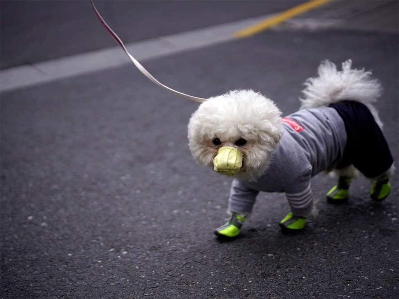 <p>మీరు పెట్ లవరా? కుక్కలంటే చాలా ఇష్టమా? అయితే ఈ జాబ్ కు మీరు అప్లై చేయచ్చు. ఎంచక్కా సంవత్సరానికి 29 లక్షల జీతాన్ని తీసుకోవచ్చు. ఏంటీ ఆశ్చర్యపోతున్నారా? ఇది నిజంగా నిజం.. </p> <p>మీరు పెట్ లవరా? కుక్కలంటే చాలా ఇష్టమా? అయితే ఈ జాబ్ కు మీరు అప్లై చేయచ్చు. ఎంచక్కా సంవత్సరానికి 29 లక్షల జీతాన్ని తీసుకోవచ్చు. ఏంటీ ఆశ్చర్యపోతున్నారా? ఇది నిజంగా నిజం.. </p>