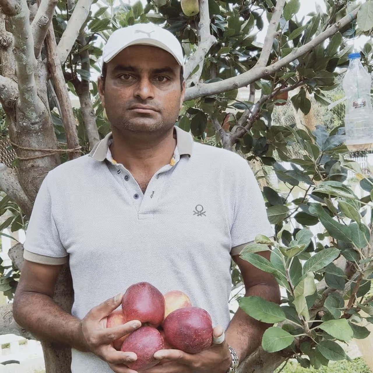 <p>ಸೋಮವಾರಪೇಟೆ ದೊಡ್ಡಮಳ್ತೆಯ ಕೃಷಿಕ ರಾಶಿತ್, ತಮ್ಮ ತೋಟದಲ್ಲಿ ಸುಮಾರು 13 ವಿವಿಧ ತಳಿಯ ಸೇಬು ಬೆಳೆಸುತ್ತಿದ್ದಾರೆ. 2019ರಲ್ಲಿ ಹಿಮಾಚಲ ಪ್ರದೇಶದಿಂದ ಸೇಬು ಗಿಡಗಳನ್ನು ತಂದು ಕೃಷಿ ಮಾಡಿದ್ದಾರೆ. ಈ ಬಗ್ಗೆ ವಿಜ್ಞಾನಿಗಳಿಂದ ಸಲಹೆ ಪಡೆದುಕೊಂಡಿದ್ದಾರೆ. ಕೊಡಗಿನ ವಾತಾವರಣಕ್ಕೆ ಹೊಂದಿಕೊಂಡು ಪ್ರಸ್ತುತ ಐದು ತಳಿಯ ಫಸಲು ಉತ್ತಮವಾಗಿ ಬಂದಿವೆ.</p>