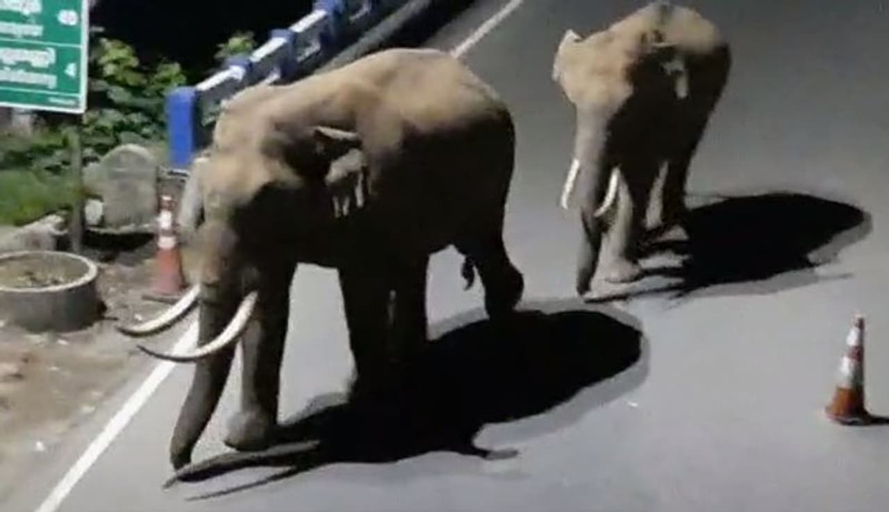 <p>ലോക്ഡൗൺ കാലത്ത് മൂന്നാര് ടൗണില് ആളനക്കമില്ലാതായതോടെ കാട്ടാനകള് ടൗണിലിറങ്ങുന്നത് പതിവായി. പടയപ്പ, ഗണേശന് എന്ന് തദ്ദേശ വാസികള് തന്നെ പേരിട്ട് വിളിക്കുന്ന കാട്ടാനകളാണ് ടൗണില് അക്രമം അഴിച്ച് വിട്ടത്. </p> <p>ലോക്ഡൗൺ കാലത്ത് മൂന്നാര് ടൗണില് ആളനക്കമില്ലാതായതോടെ കാട്ടാനകള് ടൗണിലിറങ്ങുന്നത് പതിവായി. പടയപ്പ, ഗണേശന് എന്ന് തദ്ദേശ വാസികള് തന്നെ പേരിട്ട് വിളിക്കുന്ന കാട്ടാനകളാണ് ടൗണില് അക്രമം അഴിച്ച് വിട്ടത്. </p>