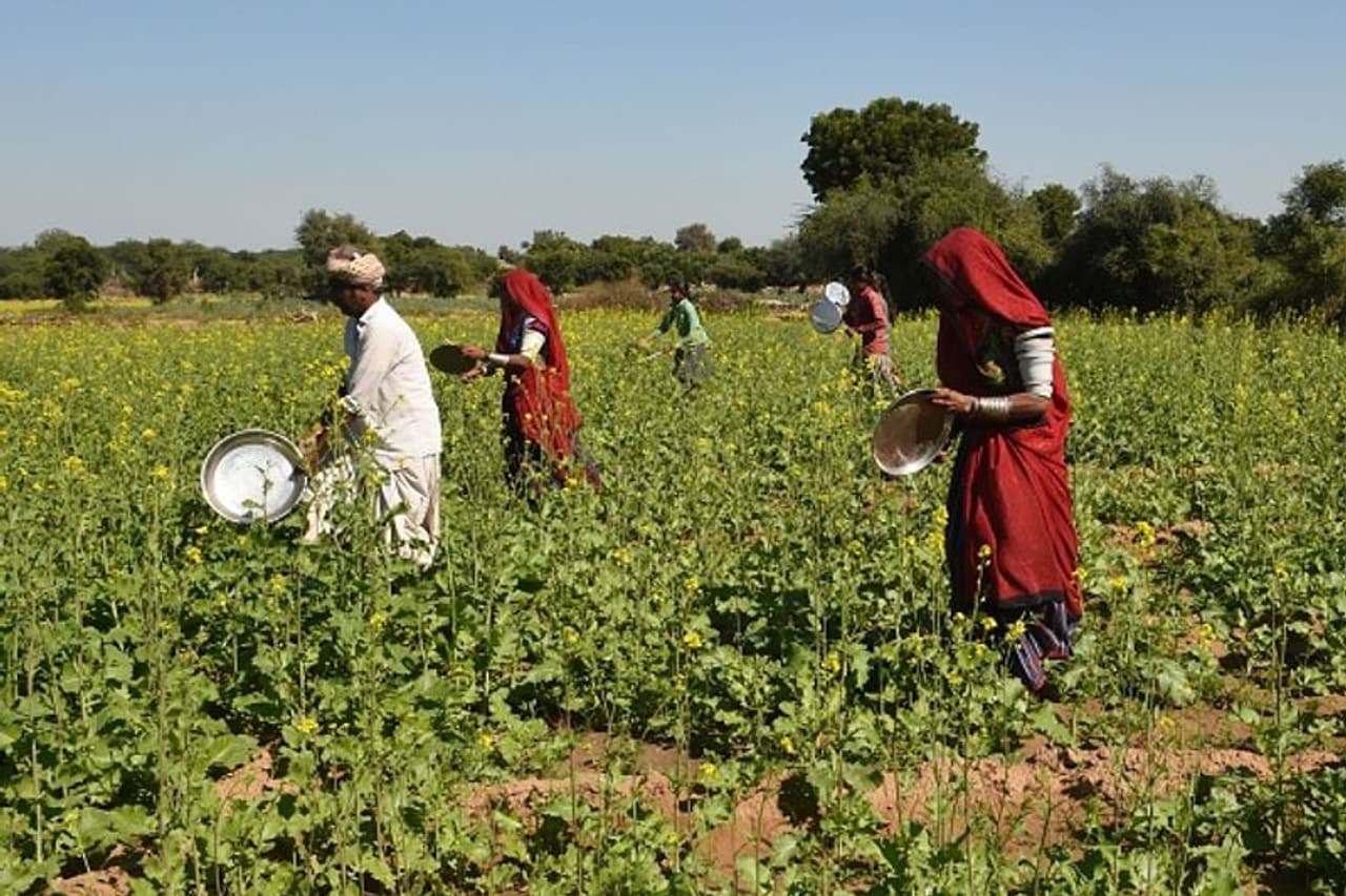 <p>നീമച് ജില്ലയിലൂടെ മധ്യപ്രദേശില്‍ പ്രവേശിച്ച വെട്ടുകിളികൾ മുഖ്യമന്ത്രി ശിവരാജ്സിംഗ് ചൗഹാന്‍റെ മണ്ഡനമായ ബുധിനിയിലടക്കം കനത്ത വിളനാശമുണ്ടാക്കി.&nbsp;</p>