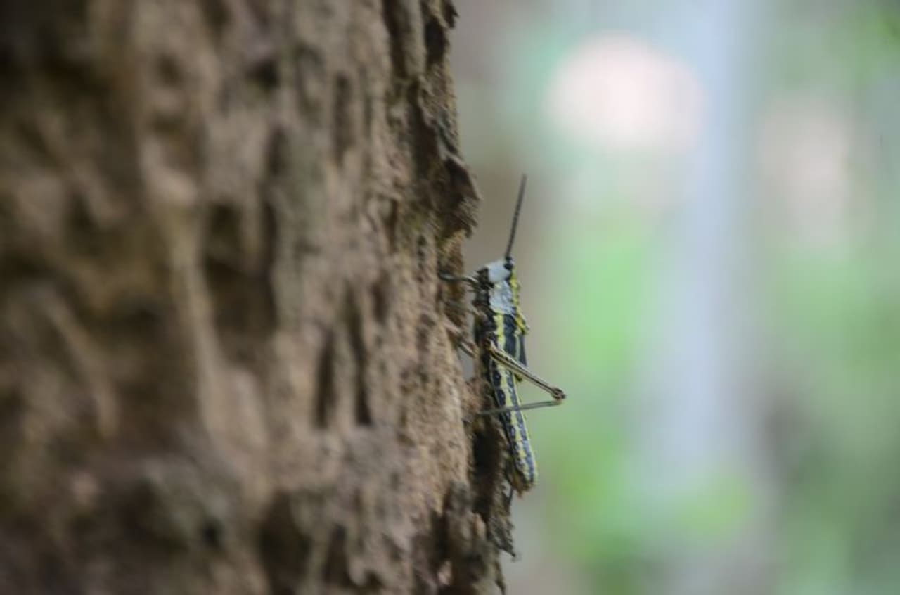 <p>പുല്‍ചാടികൾ നിലവില്‍ തേക്ക് മരങ്ങളിലേക്ക് ചേക്കെറിയിട്ടുണ്ട്. കുറേയെണ്ണം മറ്റിടങ്ങളിലേക്ക് പോയി. ഇവ ഇപ്പോള്‍ തേക്കിന്‍റെ ഇലകൾ മാത്രമാണ് തിന്നുന്നത്. ആവശ്യമെങ്കില്‍ ഇവയെ കീടനാശിനി ഉപയോഗിച്ച് നശിപ്പിക്കാമെന്നാണ് കോഫി ബോർഡ് അധികൃതരുൾപ്പെടെ പറയുന്നത്.&nbsp;</p>