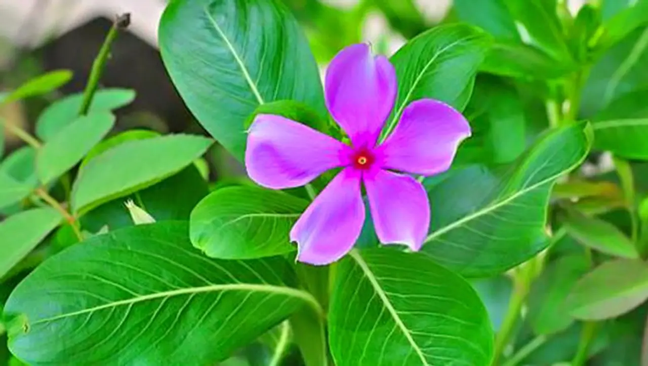 <p>ಇದು ಹೆಚ್ಚಾಗಿ ಭಾರತದಲ್ಲಿ ಕಂಡುಬರುತ್ತದೆ. ಇದನ್ನು ಬೆಳೆಸಲು ಕಡಿಮೆ ನೀರು ಸಾಕು. ಇದರ ಬುಡ ಒಣಗಿದಾಗ ಮಾತ್ರ ನೀರು ಹಾಕಿದರಾಯಿತು. ಇದು ಮಣ್ಣಿನಲ್ಲಿರುವ ತೇವಾಂಶವನ್ನು ಹಿಡಿದಿಟ್ಟುಕೊಳ್ಳುವ ಗುಣವಿದೆ. ಇದಕ್ಕೆ ಸೂರ್ಯನ ಬೆಳಕು ಬೇಕು.&nbsp;</p>