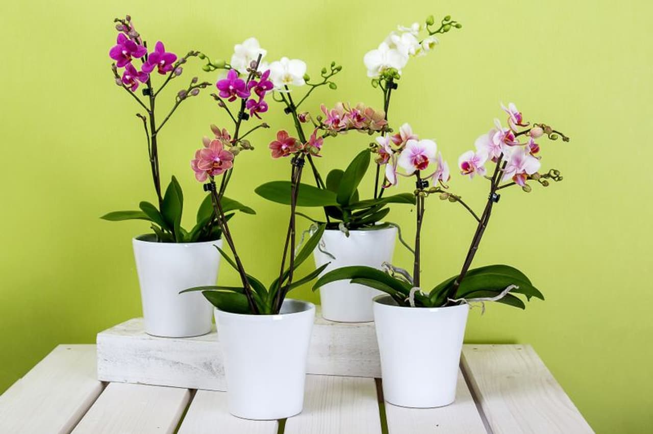 <p><strong>Orchids</strong></p><p>They represent love: They attract love, soothe the soul, and deepen friendships. The ancient Greeks associated orchids with fertility and virility, which makes them a great gift for new parents!</p> <p><strong>Orchids</strong></p><p>They represent love: They attract love, soothe the soul, and deepen friendships. The ancient Greeks associated orchids with fertility and virility, which makes them a great gift for new parents!</p>