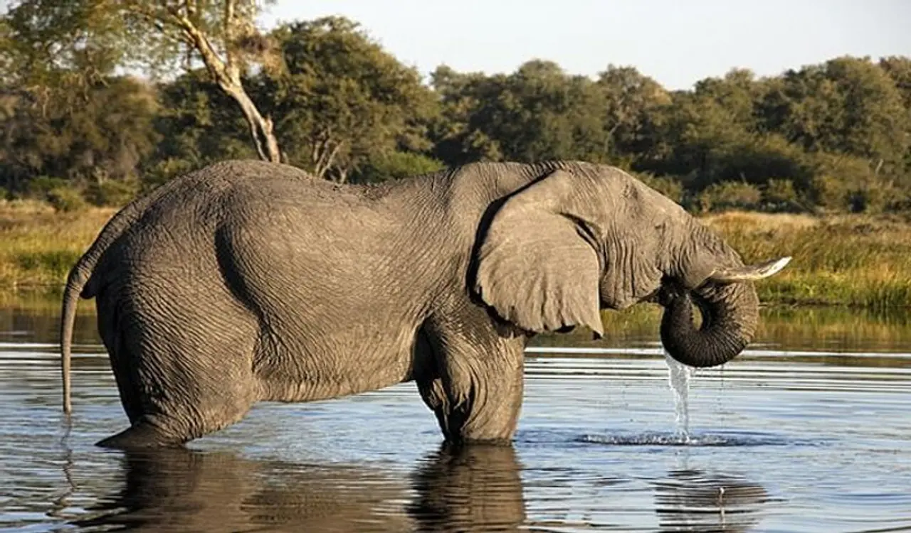 <p>ದಕ್ಷಿಣ ಆಫ್ರಿಕಾದ ಬೋತ್ಸಾವನಾದಲ್ಲಿ ಈ ಶಾಕಿಂಗ್ ಘಟನೆ ನಡೆದಿದೆ. ಇಲ್ಲಿನ ಒಕಾವೋಂಗೋ ಹೆಲ್ಟಾದಲ್ಲಿ ಮೇ ತಿಂಗಳಲ್ಲಿ 54 ಆನೆಗಳ ಶವ ಪತ್ತೆಯಾಗಿತ್ತು. ಒಂದೇ ಬಾರಿ ಇಷ್ಟು ಶವ ನೋಡಿ ಎಲ್ಲರೂ ಬೆಚ್ಚಿಬಿದ್ದಿದ್ದರು.</p>