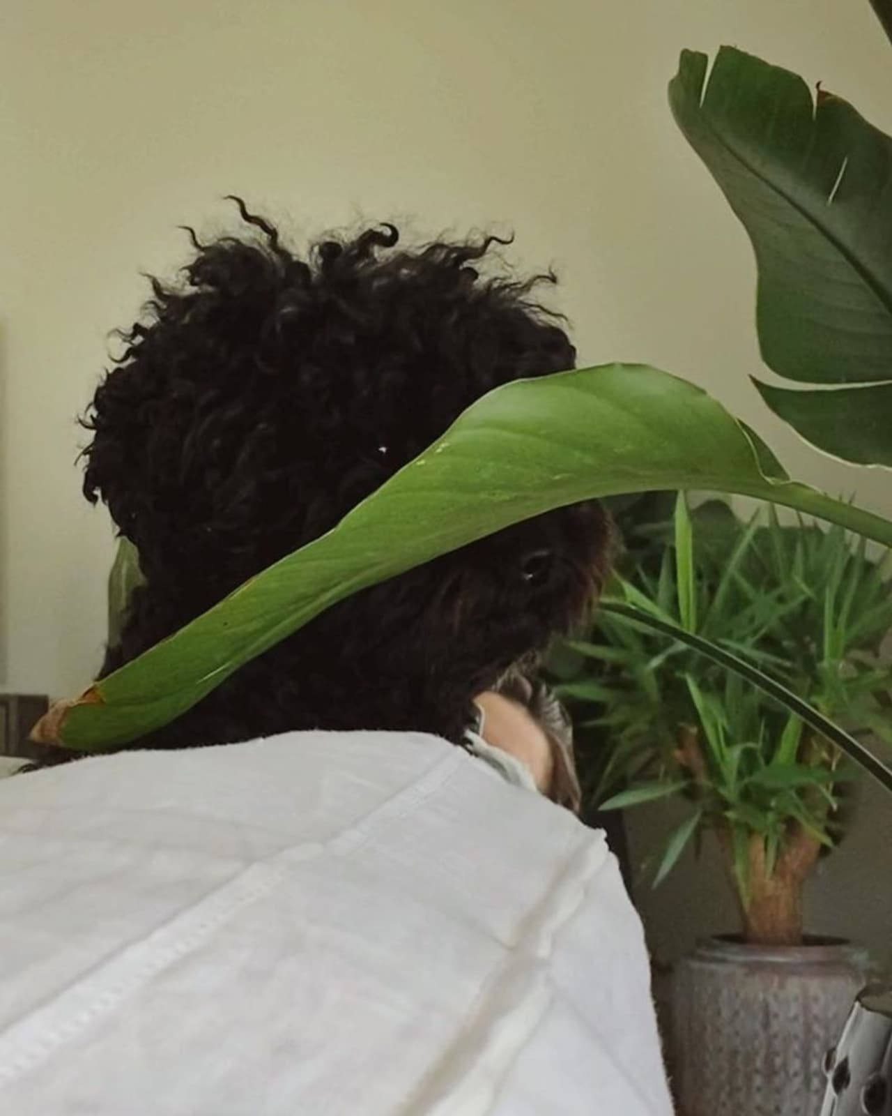 <p>எதோ கருப்பா.. இருக்குனு நினைக்காதீங்க இது நாய் குட்டி பொம்மை, ஒவ்வொரு சோபாவின் நடுவிலும் வைத்து அழகு படுத்தியுள்ளார் எமி</p> <p>எதோ கருப்பா.. இருக்குனு நினைக்காதீங்க இது நாய் குட்டி பொம்மை, ஒவ்வொரு சோபாவின் நடுவிலும் வைத்து அழகு படுத்தியுள்ளார் எமி</p>