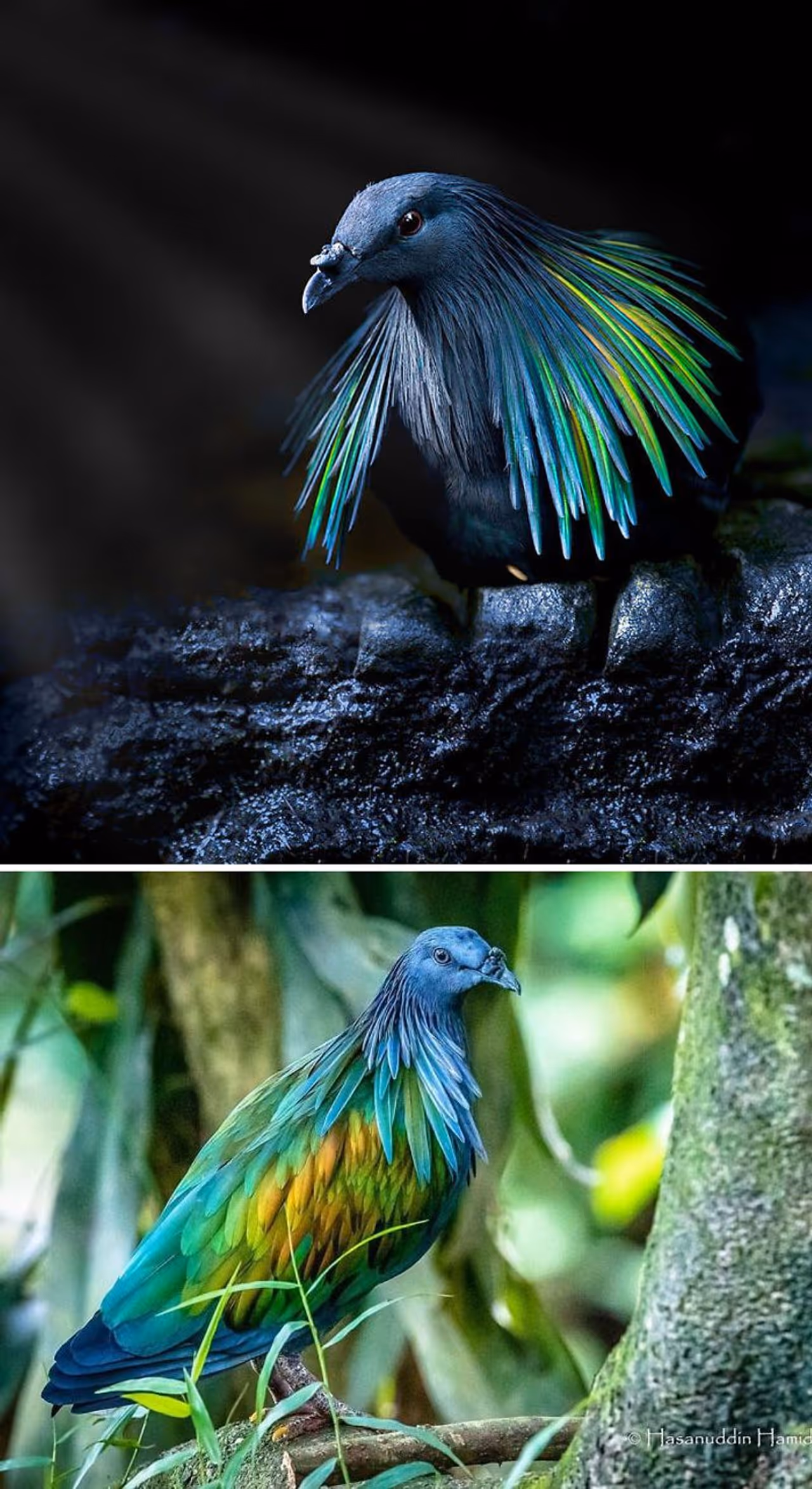 <p>നിക്കോബാർ പിജിയൻ: ഏറ്റവും മനോഹരമായ ഇനത്തിൽ പെട്ട ഒന്നാണ് നിക്കോബാർ പിജിയൻ. നിക്കോബാർ ദ്വീപുകൾ, തെക്ക് പടിഞ്ഞാറൻ ഉപദ്വീപായ തായ്ലൻഡ്, മലേഷ്യ, വിയറ്റ്നാം, ഫിലിപ്പൈൻസ് എന്നിവിടങ്ങളിലാണ് ഇത് കാണപ്പെടുന്നത്. കച്ചവടത്തിനായി പതിവായി പിടിക്കപ്പെടുകയും ഭക്ഷണത്തിനായി വേട്ടയാടപ്പെടുകയും ചെയ്യുന്നതിനാൽ കാട്ടിൽ അവയുടെ എണ്ണം കുറഞ്ഞു വരികയാണ്. <br /> </p> <p>നിക്കോബാർ പിജിയൻ: ഏറ്റവും മനോഹരമായ ഇനത്തിൽ പെട്ട ഒന്നാണ് നിക്കോബാർ പിജിയൻ. നിക്കോബാർ ദ്വീപുകൾ, തെക്ക് പടിഞ്ഞാറൻ ഉപദ്വീപായ തായ്ലൻഡ്, മലേഷ്യ, വിയറ്റ്നാം, ഫിലിപ്പൈൻസ് എന്നിവിടങ്ങളിലാണ് ഇത് കാണപ്പെടുന്നത്. കച്ചവടത്തിനായി പതിവായി പിടിക്കപ്പെടുകയും ഭക്ഷണത്തിനായി വേട്ടയാടപ്പെടുകയും ചെയ്യുന്നതിനാൽ കാട്ടിൽ അവയുടെ എണ്ണം കുറഞ്ഞു വരികയാണ്. <br /> </p>