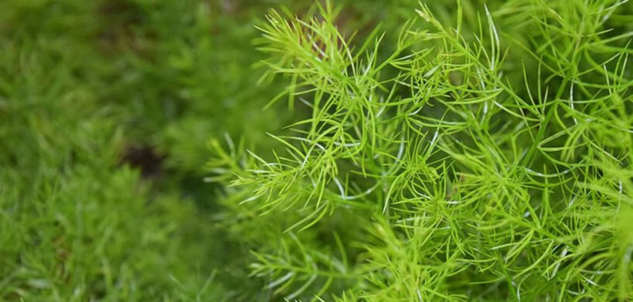 <p>ಶತಾವರಿ ಉತ್ಕರ್ಷಣ ನಿರೋಧಕ, ಆಂಟಿಕಾನ್ಸರ್ ಕೂಡ ಆಗಿದೆ. ಪಿತ್ತಜನಕಾಂಗದ ಸಮಸ್ಯೆಗಳಿಂದ ರಕ್ಷಿಸುತ್ತದೆ. ಶತಾವರಿ ಹೃದ್ರೋಗಗಳಿಂದ ರಕ್ಷಿಸುತ್ತದೆ. ಇದು ಕರಗಬಲ್ಲ ಮತ್ತು ಕರಗದ ನಾರುಗಳನ್ನು ಹೊಂದಿರುವುದರಿಂದ ತೂಕವನ್ನು ಕಡಿಮೆ ಮಾಡುತ್ತದೆ.&nbsp;</p>