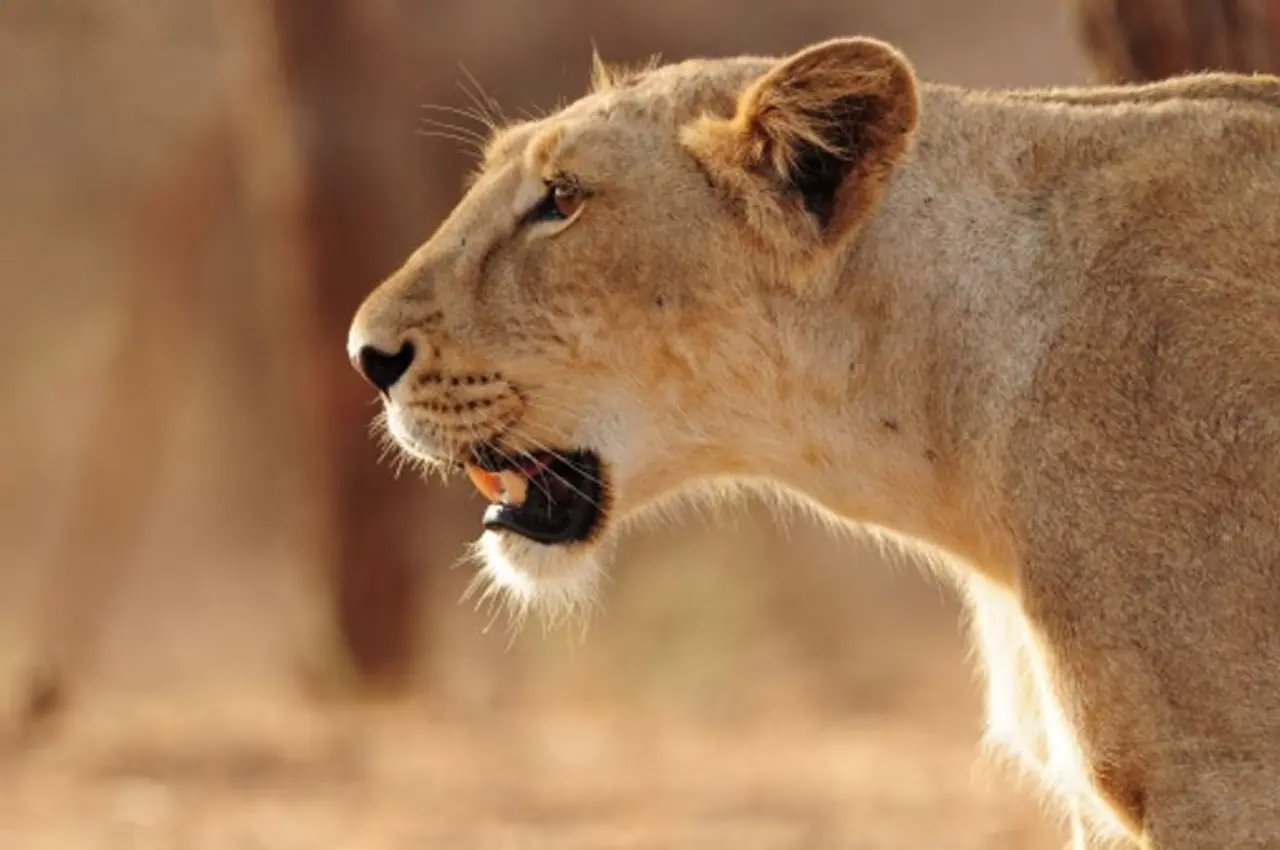 <p><strong>సింహాన్ని చూడాలనుకుంటే పర్లేదు.. కానీ సింహంతో సెల్ఫీ దిగాలనుకోవద్దు.. ఇదో ఫేమస్ సినిమా డైలాగ్.. అయితే ఇది ఇతనికి వర్తించదు.. సింహంతో సెల్పీ కాదు పిడిగుద్దులు గుద్ది దాని వెన్నులో వణుకు పుట్టించాడు. ఆకలితో తిందామని వస్తే దేహశుద్ధి చేసి పంపించాడు.. ఆఫ్రికా ఖండంలోని బోట్స్వానా దేశంలో జరిగిన ఈ ఘటన ఇప్పుడు వైరల్ గా మారింది. </strong></p> <p><strong>సింహాన్ని చూడాలనుకుంటే పర్లేదు.. కానీ సింహంతో సెల్ఫీ దిగాలనుకోవద్దు.. ఇదో ఫేమస్ సినిమా డైలాగ్.. అయితే ఇది ఇతనికి వర్తించదు.. సింహంతో సెల్పీ కాదు పిడిగుద్దులు గుద్ది దాని వెన్నులో వణుకు పుట్టించాడు. ఆకలితో తిందామని వస్తే దేహశుద్ధి చేసి పంపించాడు.. ఆఫ్రికా ఖండంలోని బోట్స్వానా దేశంలో జరిగిన ఈ ఘటన ఇప్పుడు వైరల్ గా మారింది. </strong></p>