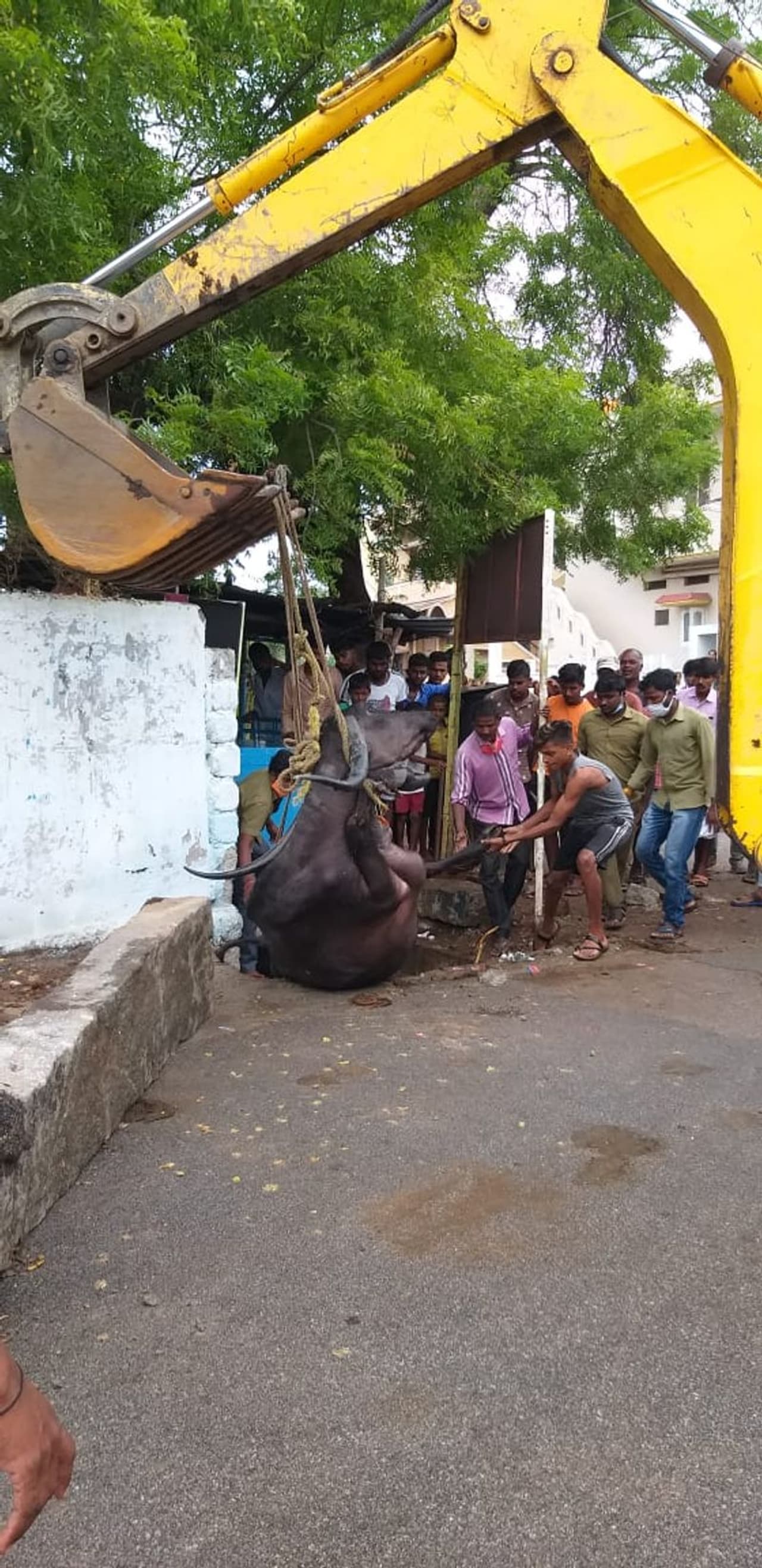 <p>ಲಕ್ಷ್ಮಣ ಗೌಳಿ ಎಂಬುವರಿಗೆ ಸೇರಿದ್ದ ಆರು ವರ್ಷದ ಎಮ್ಮೆ </p> <p>ಲಕ್ಷ್ಮಣ ಗೌಳಿ ಎಂಬುವರಿಗೆ ಸೇರಿದ್ದ ಆರು ವರ್ಷದ ಎಮ್ಮೆ </p>