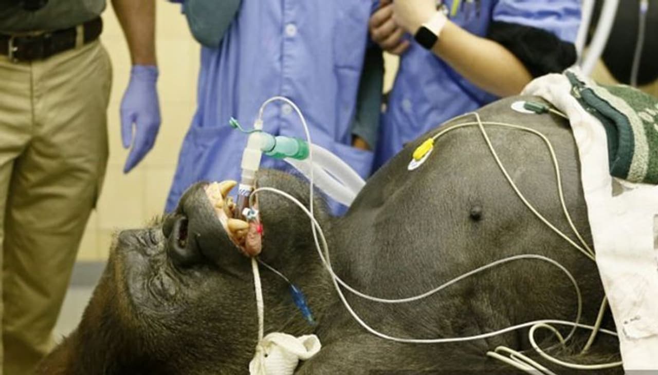 <p>ಮಕೋಕೋ ಹೆಸರಿನ ಈ ಗೊರಿಲ್ಲಾದ ಮೂಗಿನಲ್ಲಿ ಪಾಲಿಪ್ಸ್ ಹುಟ್ಟಿಕೊಳ್ಳುತ್ತಿವೆ. ಇದರಿಂದಾಗಿ ಅದು ಬಹಳಷ್ಟು ಸಮಸ್ಯೆ ಎದುರಿಸುತ್ತಿದೆ. ಇದಕ್ಕೆ ಮೃಗಾಲಯದಲ್ಲೇ ಹಲವಾರು ರೀತಿಯ ಚಿಕಿತ್ಸೆ ನೀಡಲಾಗಿದೆ. ಆದರೆ ಪ್ರಯೋಜನವಾಗಿಲ್ಲ.</p>