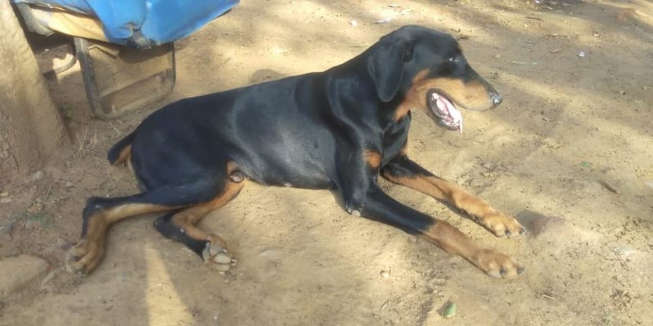 <p>60ಕ್ಕೂ ಹೆಚ್ಚು ಅಪರಾಧ ಪ್ರಕರಣಗಳ ಪತ್ತೆ ಹಚ್ಚುವಲ್ಲಿ ಶ್ರಮಿಸಿದ್ದ ಜಾನಿ ಸಾವು&nbsp;</p>