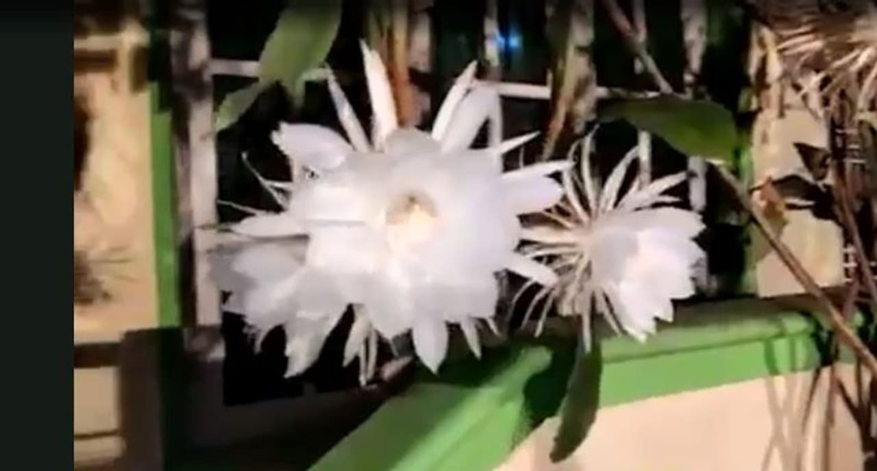 <p>ಬ್ರಹ್ಮ ಕಮಲದ ಧಾರ್ಮಿಕ ಮಹತ್ವ<br />ಬ್ರಹ್ಮ ಕಮಲ ಎಂಬುವುದು ಭಾರತೀಯ ಹಿಮಾಲಯ ಪ್ರದೇಶಗಳಲ್ಲಿ ಮುಖ್ಯವಾಗಿ ಕಂಡುಬರುವ ಸ್ಥಳೀಯ ಮತ್ತು ಅಪರೂಪದ ಹೂ ಬಿಡುವ ಸಸ್ಯ ಪ್ರಭೇದ. ಈ ಹೂವನ್ನು 'ಹಿಮಾಲಯನ್ ಹೂವುಗಳ ರಾಜ' ಎಂದೂ ಕರೆಯಲಾಗುತ್ತದೆ. ನಕ್ಷತ್ರದಂತೆ ಕಾಣುವ ಹೂವು ನೋಡಲು ಸುಂದರವಾಗಿದೆ.</p> <p>ಬ್ರಹ್ಮ ಕಮಲದ ಧಾರ್ಮಿಕ ಮಹತ್ವ<br />ಬ್ರಹ್ಮ ಕಮಲ ಎಂಬುವುದು ಭಾರತೀಯ ಹಿಮಾಲಯ ಪ್ರದೇಶಗಳಲ್ಲಿ ಮುಖ್ಯವಾಗಿ ಕಂಡುಬರುವ ಸ್ಥಳೀಯ ಮತ್ತು ಅಪರೂಪದ ಹೂ ಬಿಡುವ ಸಸ್ಯ ಪ್ರಭೇದ. ಈ ಹೂವನ್ನು 'ಹಿಮಾಲಯನ್ ಹೂವುಗಳ ರಾಜ' ಎಂದೂ ಕರೆಯಲಾಗುತ್ತದೆ. ನಕ್ಷತ್ರದಂತೆ ಕಾಣುವ ಹೂವು ನೋಡಲು ಸುಂದರವಾಗಿದೆ.</p>