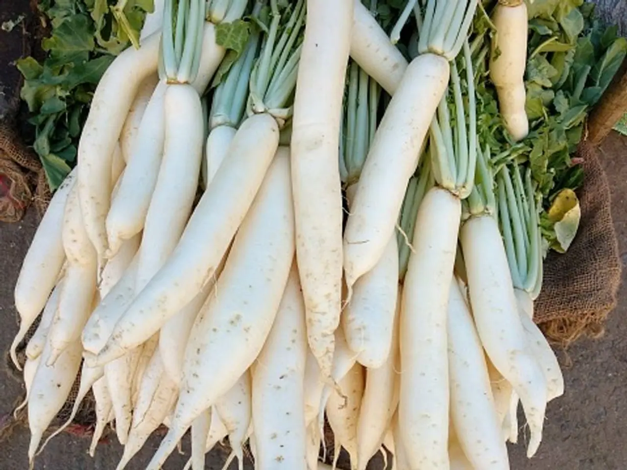 <p style="text align: justify;">ಚಳಿಗಾಲದಲ್ಲಿ ಹೆಚ್ಚಾಗಿ ಲಭ್ಯವಾಗುವ ಒಂದು ತರಕಾರಿ ಮೂಲಂಗಿ, ಇದನ್ನು ಭಾರತದಲ್ಲಿ ಮೂಲಿ ಎಂದು ಕರೆಯಲಾಗುತ್ತದೆ. ಮೂಲಂಗಿ ಅದರ ಪ್ರಮುಖ ಔಷಧೀಯ ಉದ್ದೇಶಗಳಿಂದಾಗಿ ತುಂಬಾ ಆರೋಗ್ಯಕರವಾಗಿದೆ. ಅಲ್ಲದೆ, ಎಲೆಗಳು, ಹೂವುಗಳು, ಬೀಜಕೋಶಗಳು ಮತ್ತು ಬೀಜಗಳಿಂದ ಹಿಡಿದು ಸಸ್ಯದ ಎಲ್ಲಾ ಭಾಗಗಳನ್ನು ಸೇವಿಸಲಾಗುತ್ತದೆ. ಮೂಲಂಗಿಯಲ್ಲಿ ವಿಶಿಷ್ಟವಾದ ತೈಲ ಸಂಯುಕ್ತಗಳು ಹೇರಳವಾಗಿರುತ್ತವೆ ಇದನ್ನು ಕಚ್ಚಾ, ಬೇಯಿಸಿದ ಅಥವಾ ಉಪ್ಪಿನಕಾಯಿ ಮಾಡಿಕೊಂಡು ತಿನ್ನಬಹುದು.</p>