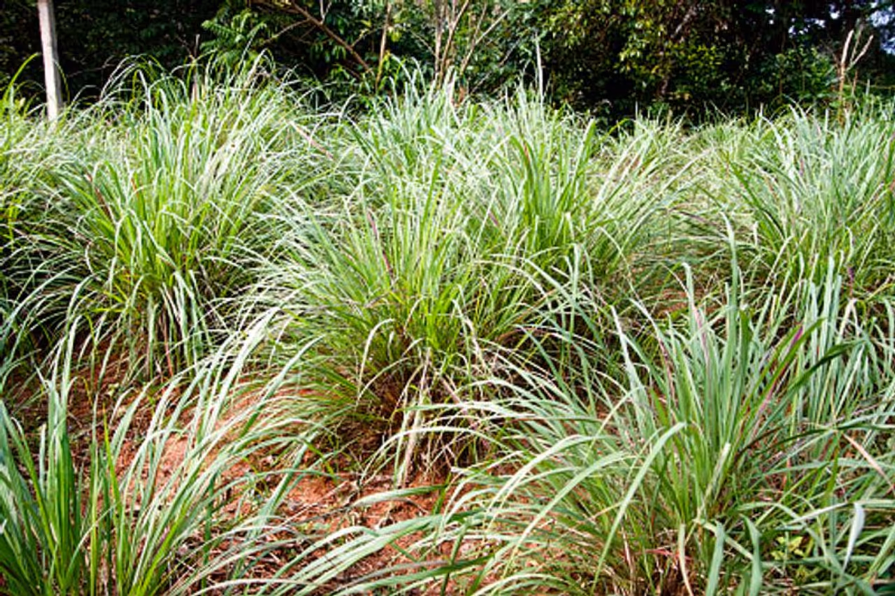 Lemongrass Lemongrass