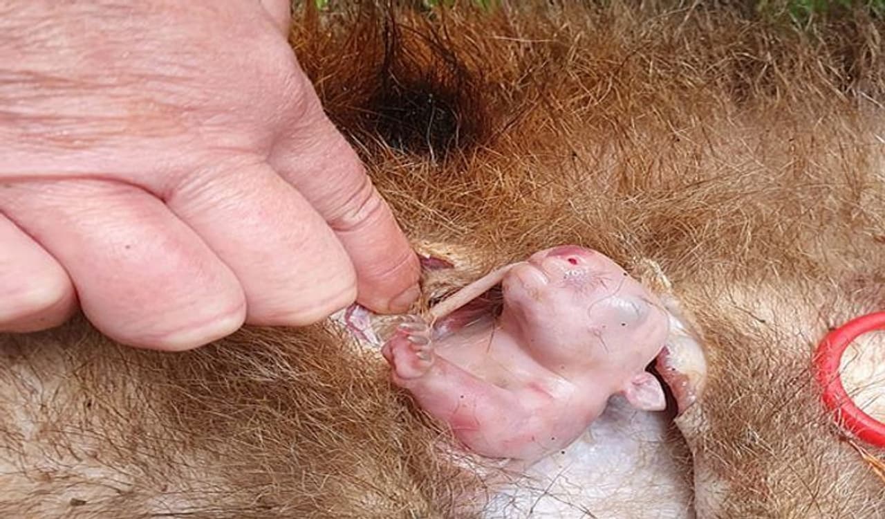 <p>ಈ ಫೊಟೋ ನ್ಯೂ ಸೌತ್ ವೆಲ್ಸ್ನದ್ದಾಗಿದೆ. ಇಲ್ಲೊಬ್ಬ ಪ್ರಾಣಿ ರಕ್ಷಕ ವೊಂಬಾಟ್ಸ್ ಹೊಟ್ಟೆಯಿಂದ ಮರಿಯನ್ನು ತೆಗೆದು ರಕ್ಷಿಸಿದ್ದಾನೆ.</p> <p>ಈ ಫೊಟೋ ನ್ಯೂ ಸೌತ್ ವೆಲ್ಸ್ನದ್ದಾಗಿದೆ. ಇಲ್ಲೊಬ್ಬ ಪ್ರಾಣಿ ರಕ್ಷಕ ವೊಂಬಾಟ್ಸ್ ಹೊಟ್ಟೆಯಿಂದ ಮರಿಯನ್ನು ತೆಗೆದು ರಕ್ಷಿಸಿದ್ದಾನೆ.</p>