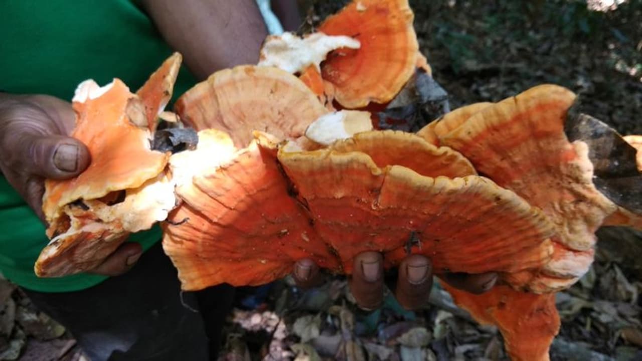 <p>ಮಳೆಗಾಲದಲ್ಲಿ ಮೊದಲ ಮಳೆಯಿಂದ ನೆಲ ತೇವಗೊಂಡಾಗ ಅಲ್ಲಿ ಹುಟ್ಟುವ ವಿವಿಧ ಆಕಾರದ ಅಣಬೆಗಳು ಮನಸೂರೆಗೊಳ್ಳುತ್ತವೆ</p> <p>ಮಳೆಗಾಲದಲ್ಲಿ ಮೊದಲ ಮಳೆಯಿಂದ ನೆಲ ತೇವಗೊಂಡಾಗ ಅಲ್ಲಿ ಹುಟ್ಟುವ ವಿವಿಧ ಆಕಾರದ ಅಣಬೆಗಳು ಮನಸೂರೆಗೊಳ್ಳುತ್ತವೆ</p>