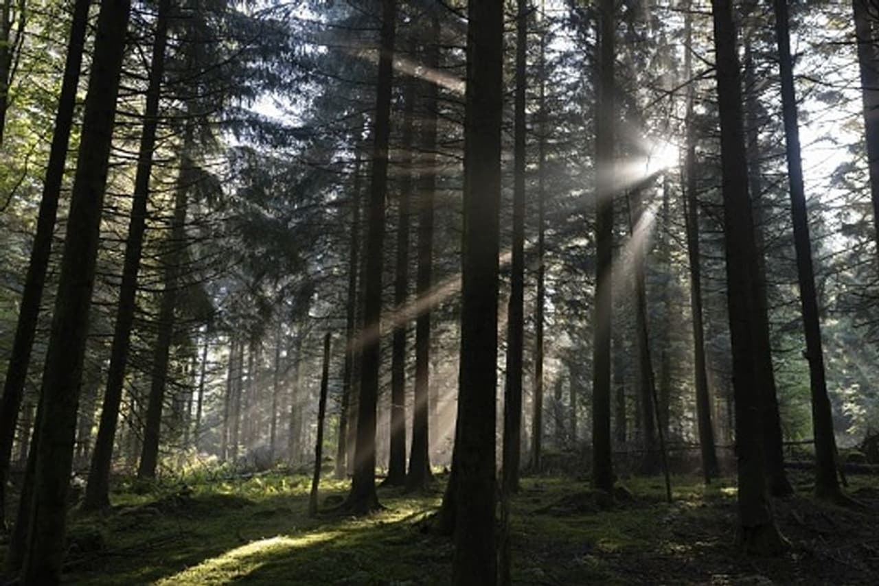 <p><strong>ബ്ലാക്ക് ഫോറസ്റ്റ്, ജര്മ്മനി: </strong>പേരില് തന്നെ ഒരല്പം വ്യത്യസ്തത തോന്നുന്നില്ലേ? ഒരുപാട് മിത്തുകളും വിശ്വാസങ്ങളും ചുറ്റിപ്പറ്റി നില്ക്കുന്ന ഒരിടമാണ് ജര്മ്മനിയിലെ ബ്ലാക്ക് ഫോറസ്റ്റ്. അതില് പ്രേതകഥകളും പെടുന്നു. ഭയപ്പെടുത്തുന്ന പ്രേതകഥകള് മാത്രമല്ല, നിരവധി അല്ലാത്ത കഥകളും ഇതിനെ ചുറ്റിപ്പറ്റിയുണ്ട്. എന്നാല്, റൈന് നദീതീരത്ത് ദീര്ഘചതുരാകൃതിയിലായി കിടക്കുന്ന ഈ സ്ഥലത്തിന് ബ്ലാക്ക് ഫോറസ്റ്റ് അഥവാ ഇരുണ്ട വനം എന്ന് പേര് വരാന് കാരണം ഇതൊന്നുമല്ല. നിബിഡമായ വനങ്ങളായതുകാരണം സൂര്യപ്രകാശം അകത്തേക്കെത്താന് വിഷമമാണ്. അതിനാല്ത്തന്നെ എപ്പോഴും ഇരുട്ടാണിവിടെ. അതിനാലാണ് ഈ പേര് വന്നത്. ഏതായാലും ഇവിടെ ഭയപ്പെടേണ്ടതായി ഒന്നുമില്ല. ഈ വനത്തിന്റെ ഭാഗമായി നിരവധി ഗ്രാമങ്ങളും കാല്നടയാത്രക്ക് പറ്റിയ സൗകര്യങ്ങളുമുണ്ട്. <br /> </p> <p><strong>ബ്ലാക്ക് ഫോറസ്റ്റ്, ജര്മ്മനി: </strong>പേരില് തന്നെ ഒരല്പം വ്യത്യസ്തത തോന്നുന്നില്ലേ? ഒരുപാട് മിത്തുകളും വിശ്വാസങ്ങളും ചുറ്റിപ്പറ്റി നില്ക്കുന്ന ഒരിടമാണ് ജര്മ്മനിയിലെ ബ്ലാക്ക് ഫോറസ്റ്റ്. അതില് പ്രേതകഥകളും പെടുന്നു. ഭയപ്പെടുത്തുന്ന പ്രേതകഥകള് മാത്രമല്ല, നിരവധി അല്ലാത്ത കഥകളും ഇതിനെ ചുറ്റിപ്പറ്റിയുണ്ട്. എന്നാല്, റൈന് നദീതീരത്ത് ദീര്ഘചതുരാകൃതിയിലായി കിടക്കുന്ന ഈ സ്ഥലത്തിന് ബ്ലാക്ക് ഫോറസ്റ്റ് അഥവാ ഇരുണ്ട വനം എന്ന് പേര് വരാന് കാരണം ഇതൊന്നുമല്ല. നിബിഡമായ വനങ്ങളായതുകാരണം സൂര്യപ്രകാശം അകത്തേക്കെത്താന് വിഷമമാണ്. അതിനാല്ത്തന്നെ എപ്പോഴും ഇരുട്ടാണിവിടെ. അതിനാലാണ് ഈ പേര് വന്നത്. ഏതായാലും ഇവിടെ ഭയപ്പെടേണ്ടതായി ഒന്നുമില്ല. ഈ വനത്തിന്റെ ഭാഗമായി നിരവധി ഗ്രാമങ്ങളും കാല്നടയാത്രക്ക് പറ്റിയ സൗകര്യങ്ങളുമുണ്ട്. <br /> </p>