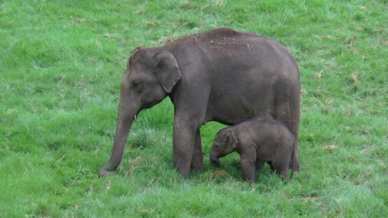 <p>മാട്ടുപ്പെട്ടി ജലാശയത്തിന് സമീപത്തെ ഷൂട്ടിംങ്ങ് പോയിന്റില് കുട്ടിയാനക്കൊപ്പമെത്തിയ കാട്ടാനക്കൂട്ടം.</p> <p>മാട്ടുപ്പെട്ടി ജലാശയത്തിന് സമീപത്തെ ഷൂട്ടിംങ്ങ് പോയിന്റില് കുട്ടിയാനക്കൊപ്പമെത്തിയ കാട്ടാനക്കൂട്ടം.</p>