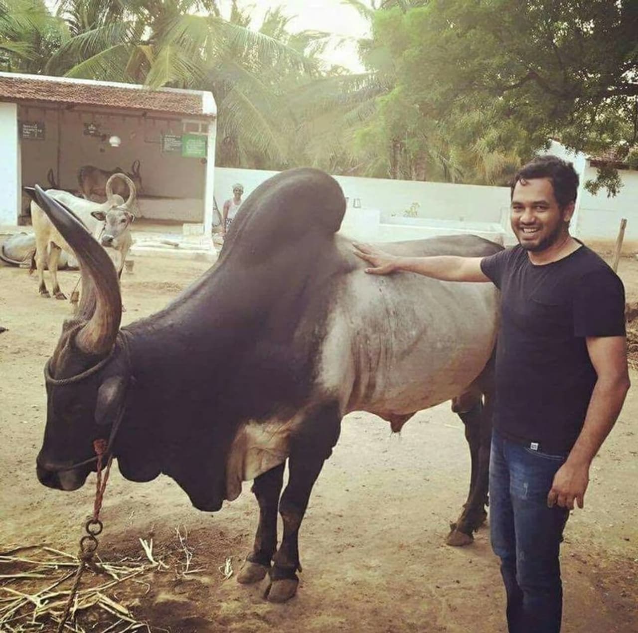 <p>இந்த காளை வைத்து தான் உலக அளவில் ஹிப் ஹாப் ஆதி அறிமுகம் ஆனார் ஜல்லிக்கட்டு போராட்டத்துக்கு புத்துணர்ச்சி கொடுத்த இவர் பாடிய பாட்டு தான் </p> <p>இந்த காளை வைத்து தான் உலக அளவில் ஹிப் ஹாப் ஆதி அறிமுகம் ஆனார் ஜல்லிக்கட்டு போராட்டத்துக்கு புத்துணர்ச்சி கொடுத்த இவர் பாடிய பாட்டு தான் </p>